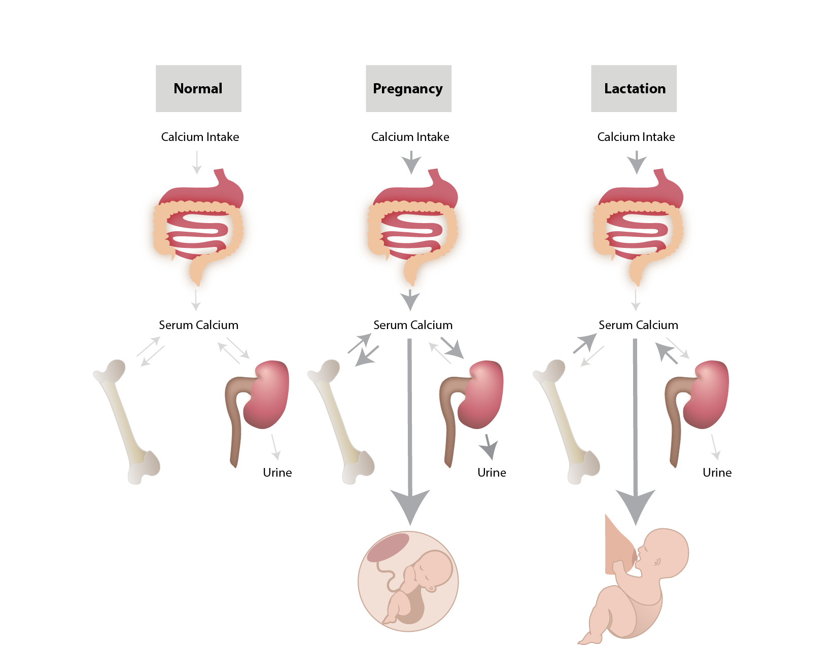 Serum Calcium Flow Diagram