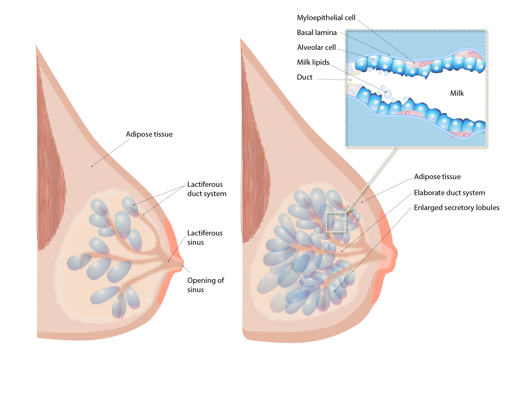 Lactiferous Duct System