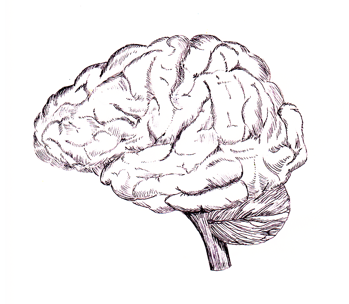 Brain in black pen