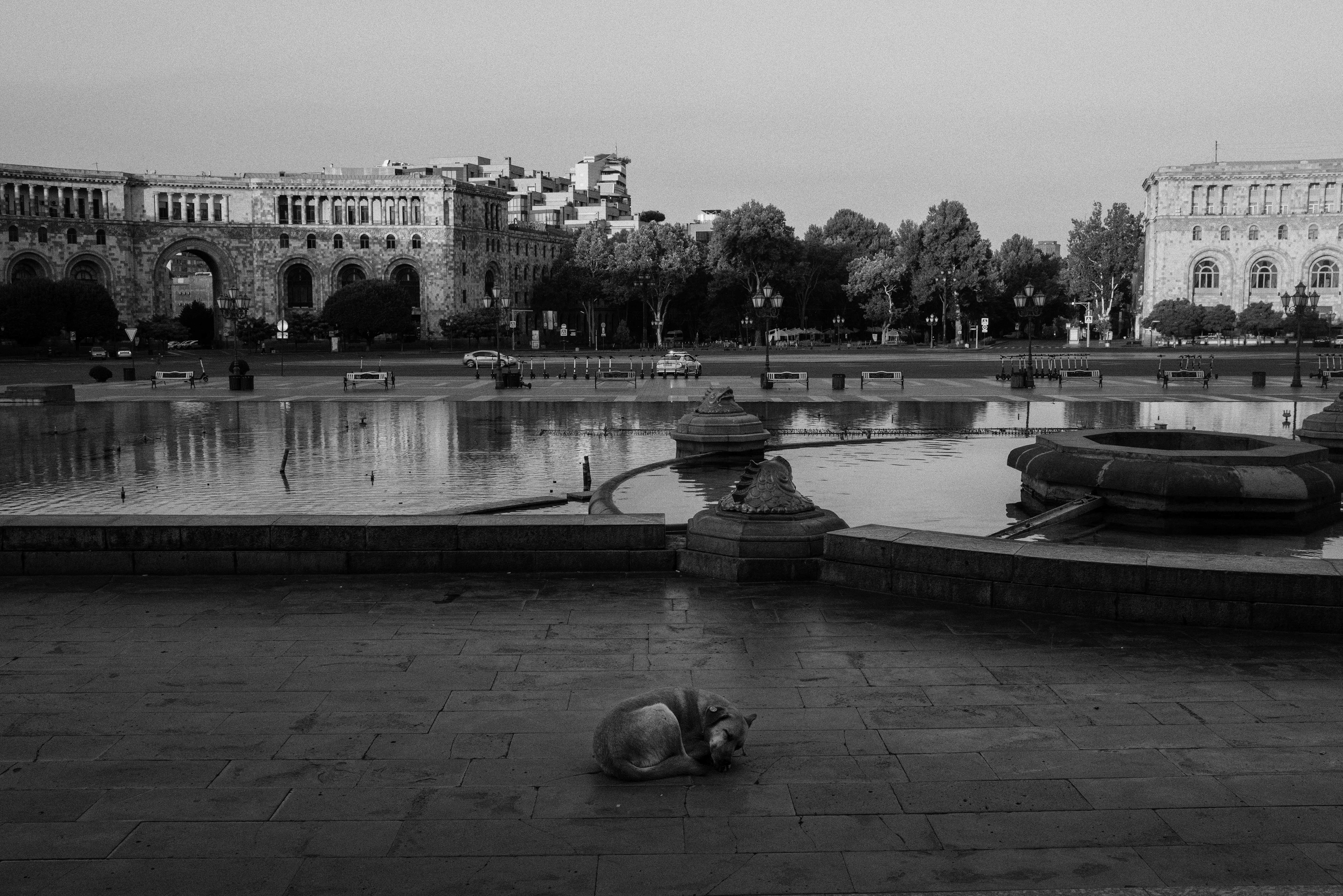 A stray dog in Yerevan. Armenia 2024.