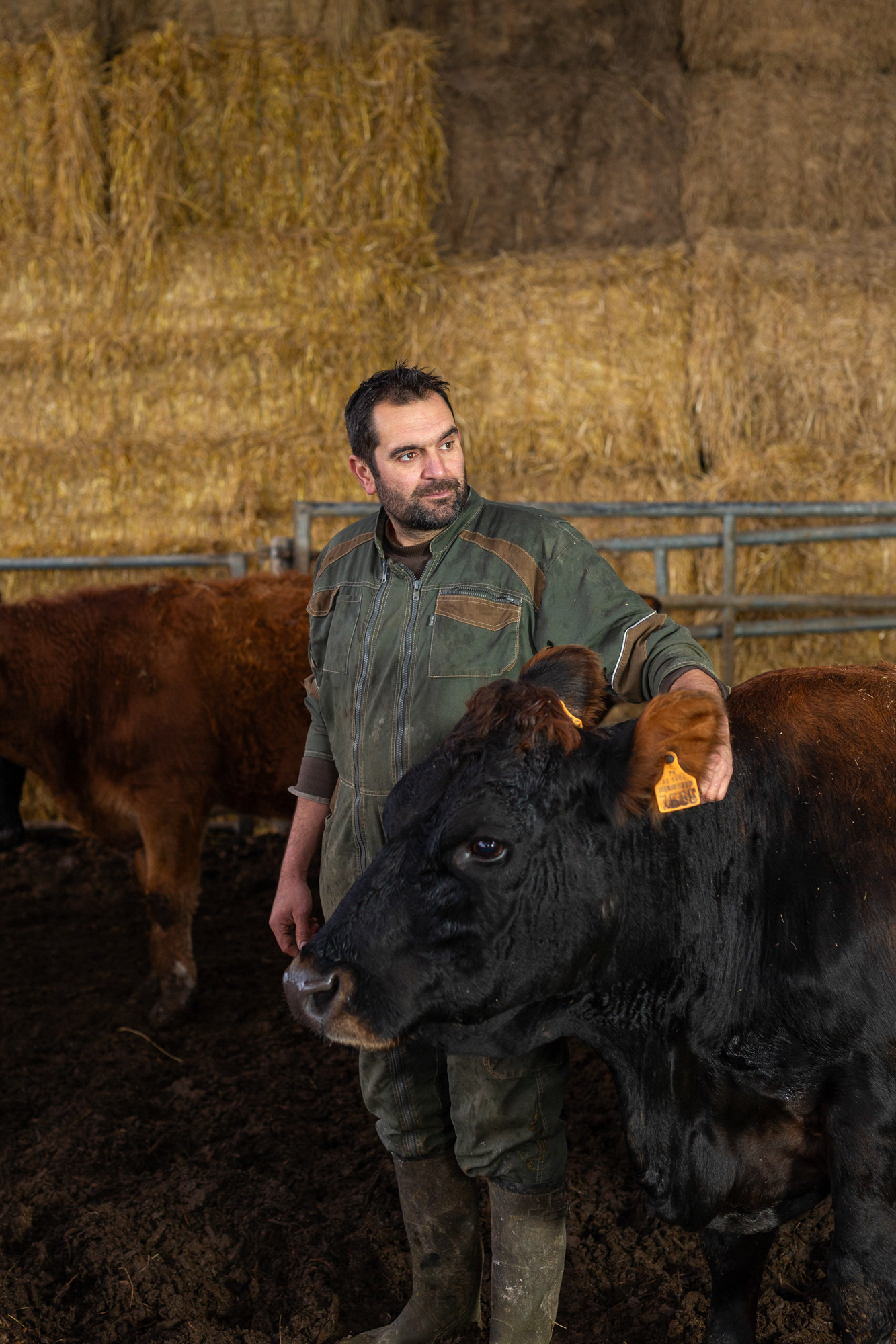 Guillaume et Hélène Fouble / épicerie paysanne - Ferme du Bout du Breuil / Hermelinghen Nous sommes spécialisés dans l'élevage des vaches laitières et des vaches à viande. Depuis 2016 nous sommes certifiés bio, on en avait marre d'utiliser des produits phyto. En 2016, nous avons créé une épicerie paysanne dans laquelle nous vendons nos produits : la viande, des œufs, des pommes de terre, du lait cru, des variétés de blé ancien et aussi des produits d'une trentaine de partenaires locaux, la plupart en bio. La vente en direct, ça permet de limiter les intermédiaires, on propose de la qualité et financièrement on s'y retrouve plus. On vient de démarrer un partenariat avec la cantine scolaire de Caffiers et avec une AMAP près de Saint-Omer. Cette vache ça fait des années qu'on l'a, je ne m’en séparerai jamais, je l'ai promis à ma fille... Allez viens ma belle !