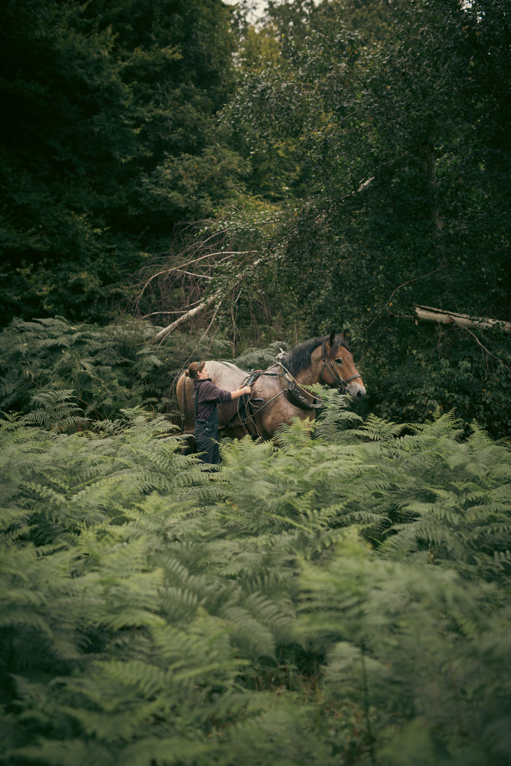 Frédéric et Manon Lucas / traction animale viticole et forestière Site Natura 2000 en terrain privé. Avec le bris de fougère, on vient remettre en place des pâturages qui n'étaient plus entretenus. Si on coupe les fougères, elles repoussent de plus belle. Là on brise la fronde et ça va épuiser le rhizome qui est dans le sol, car il va tenter de faire reprendre la fronde qui va perdre sa sève. On doit faire ça sur plusieurs années de suite pour éliminer les fougères.