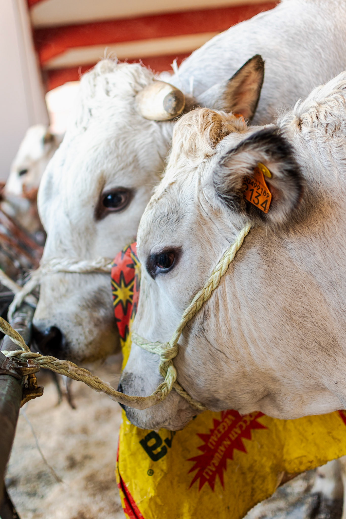 CARRU' FIERA DEL BUE GRASSO 2019 