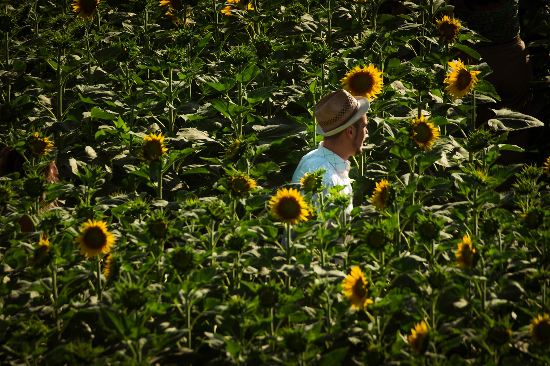 Il labirinto di girasoli a Farigliano.
