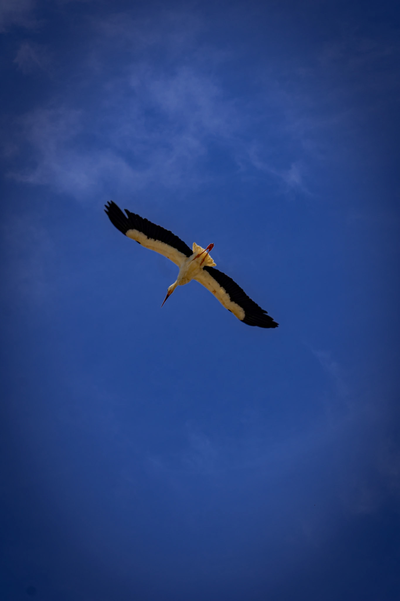 Le cicogne che nidificano sul Castello di Racconigi.