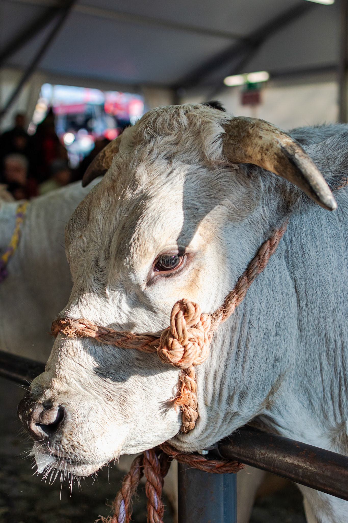 CARRU' FIERA DEL BUE GRASSO 2019 