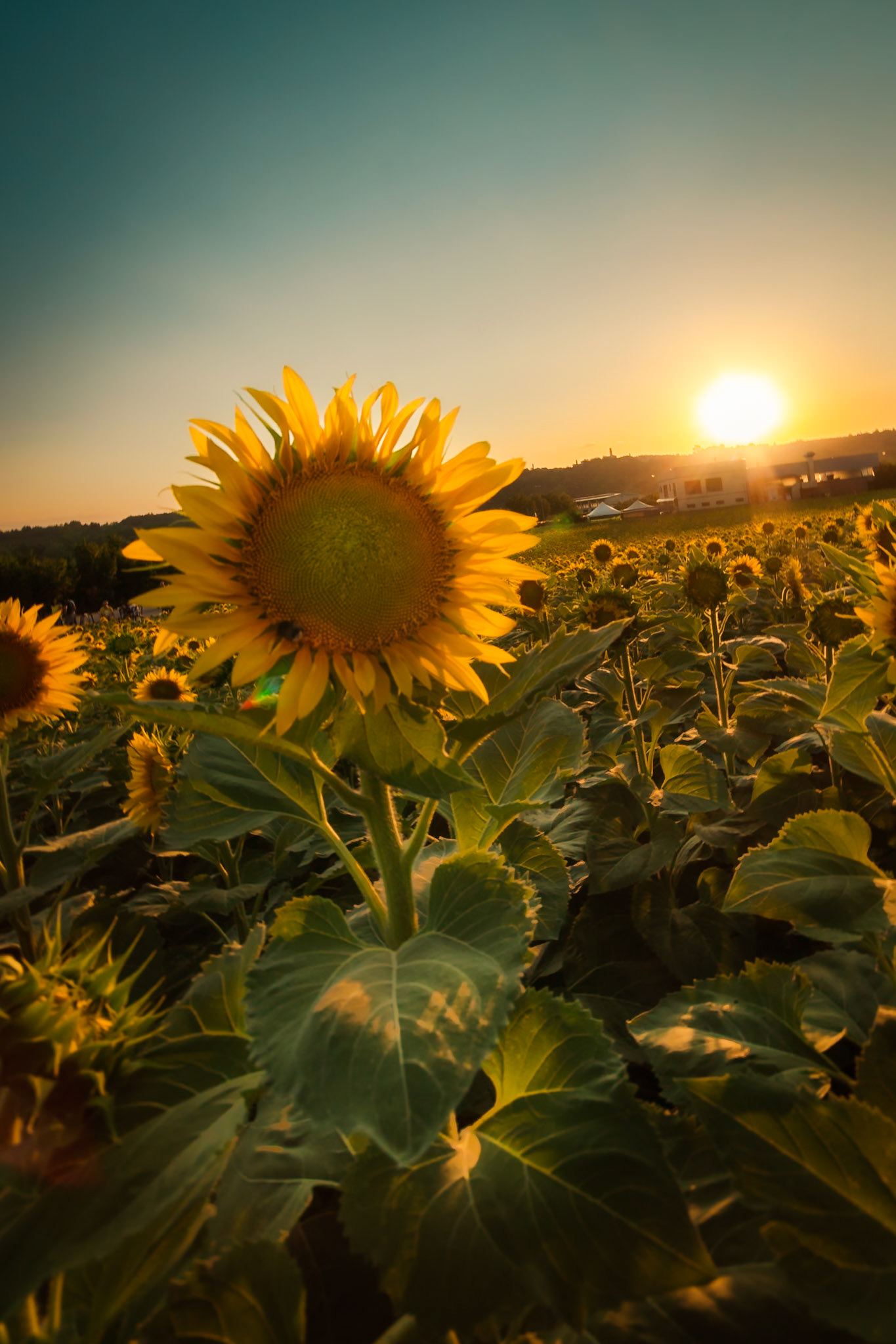 Il labirinto di girasoli a Farigliano.