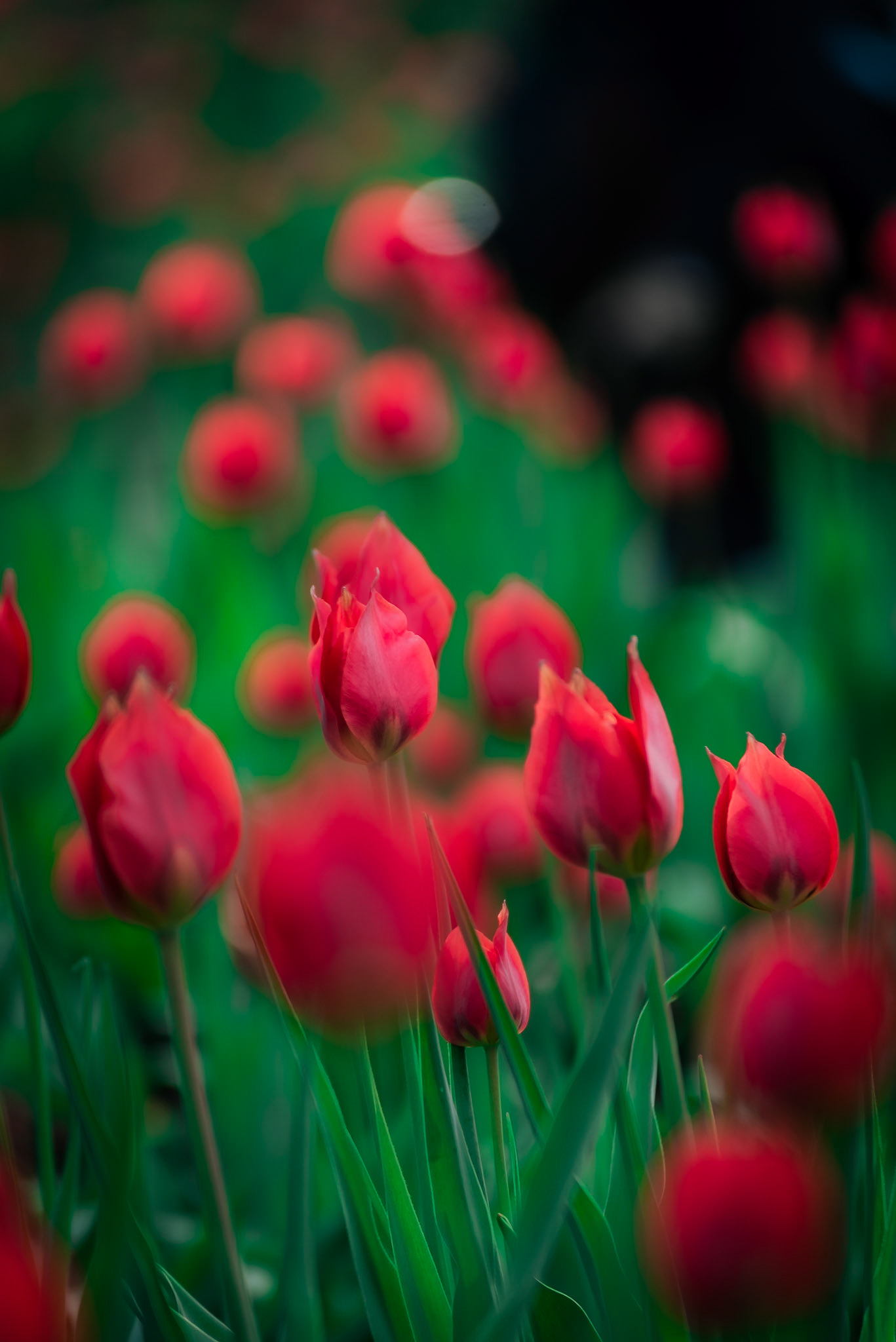I tulipani del Re.