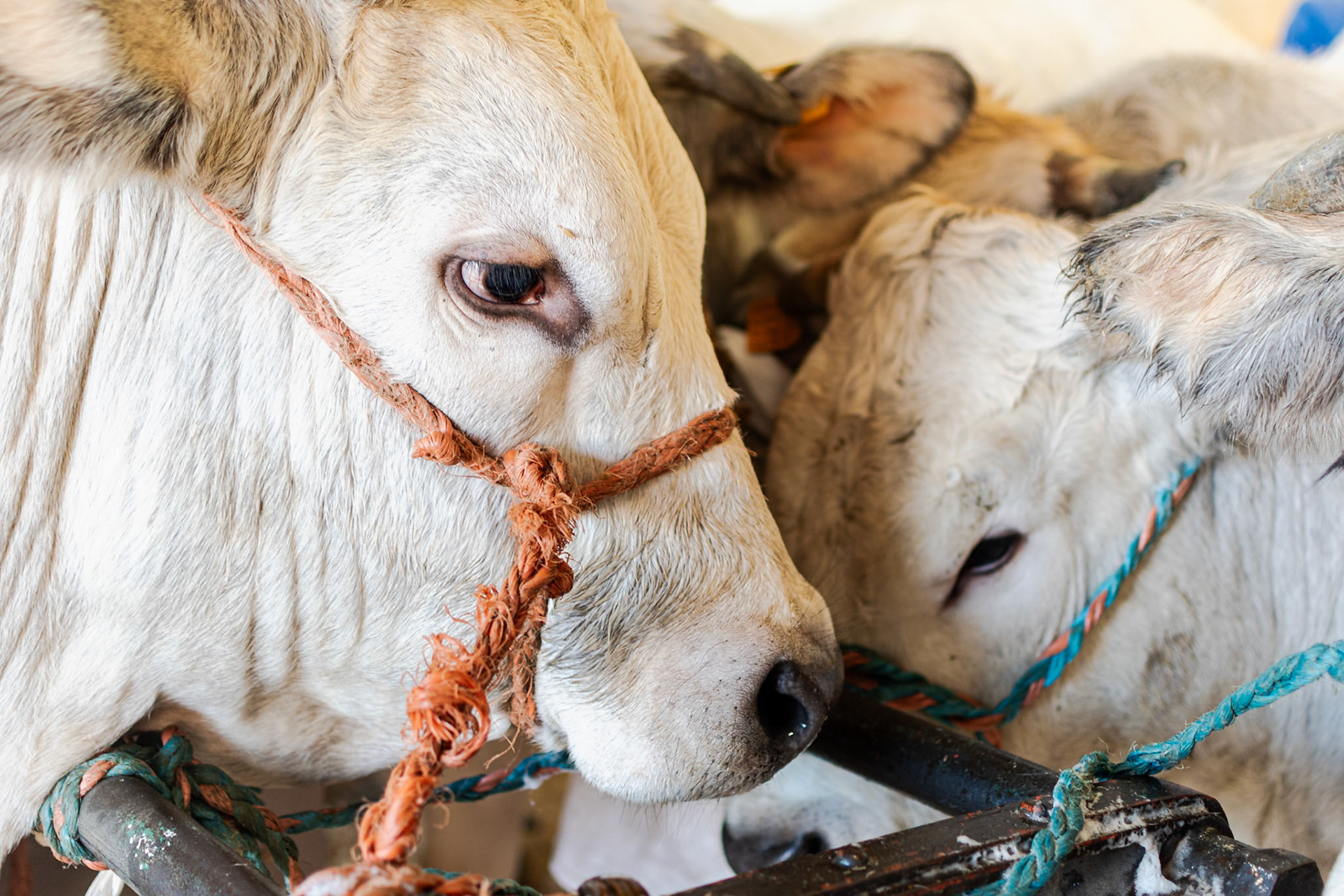 CARRU' FIERA DEL BUE GRASSO 2019 
