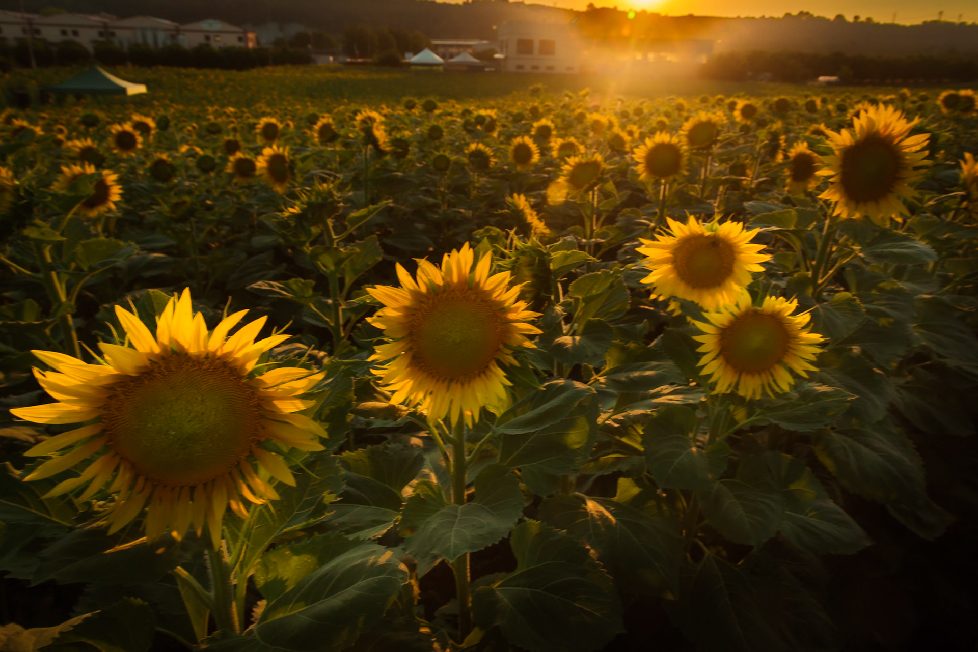 Il labirinto di girasoli a Farigliano.