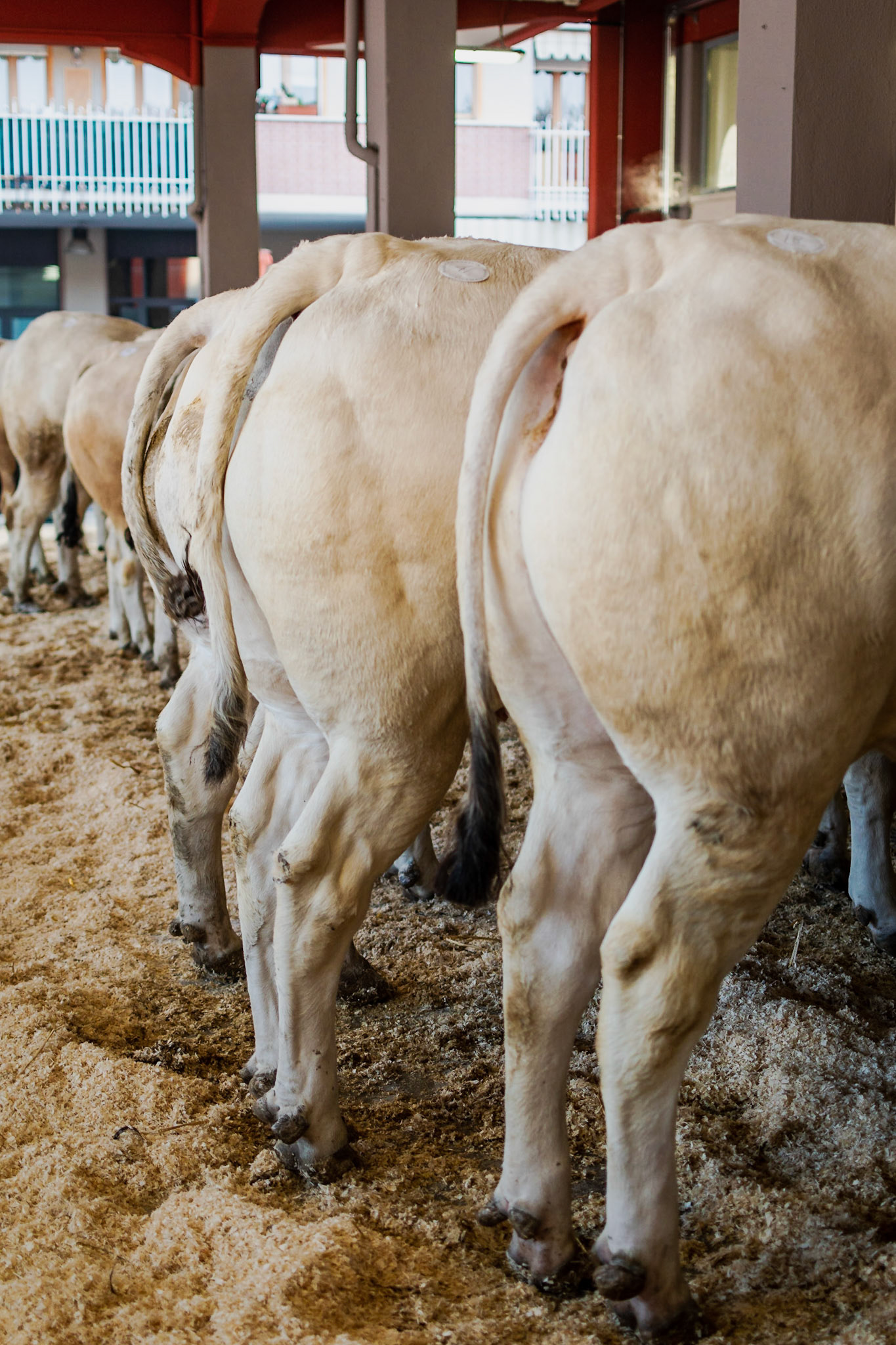 CARRU' FIERA DEL BUE GRASSO 2019