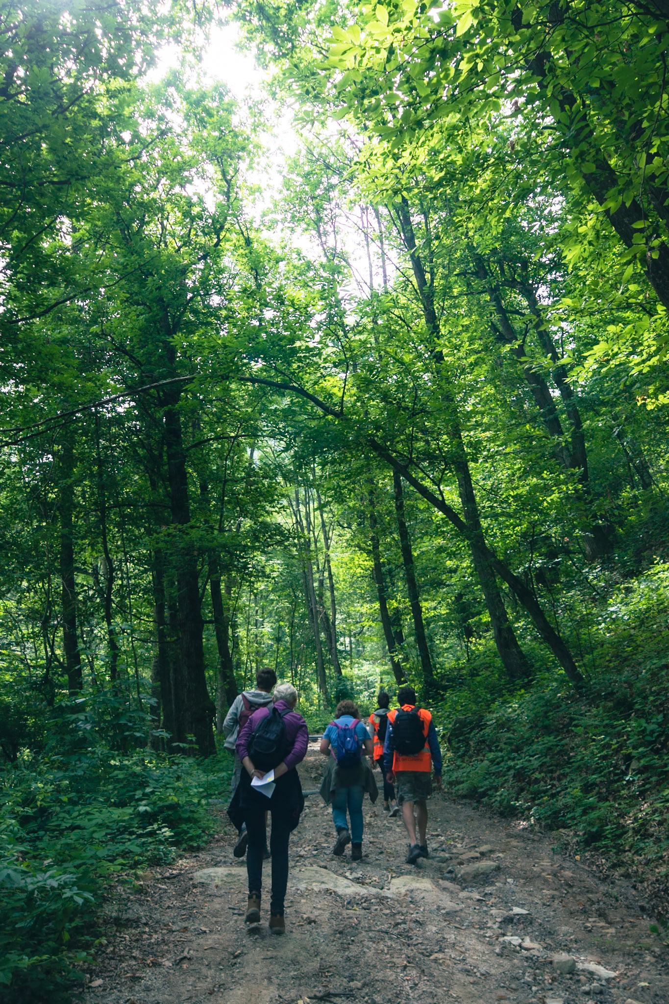 Nei boschi di Frabosa Soprana