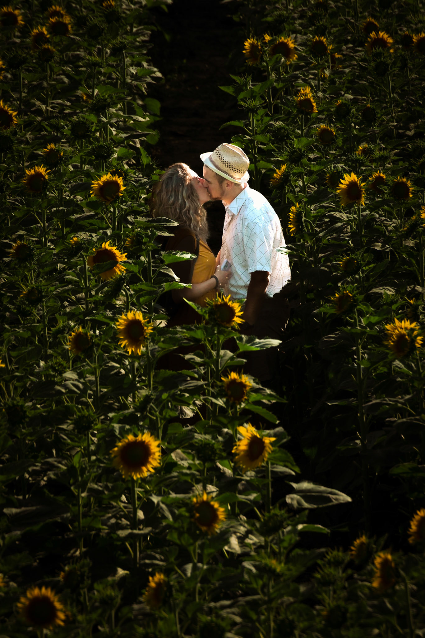 Il labirinto di girasoli a Farigliano.