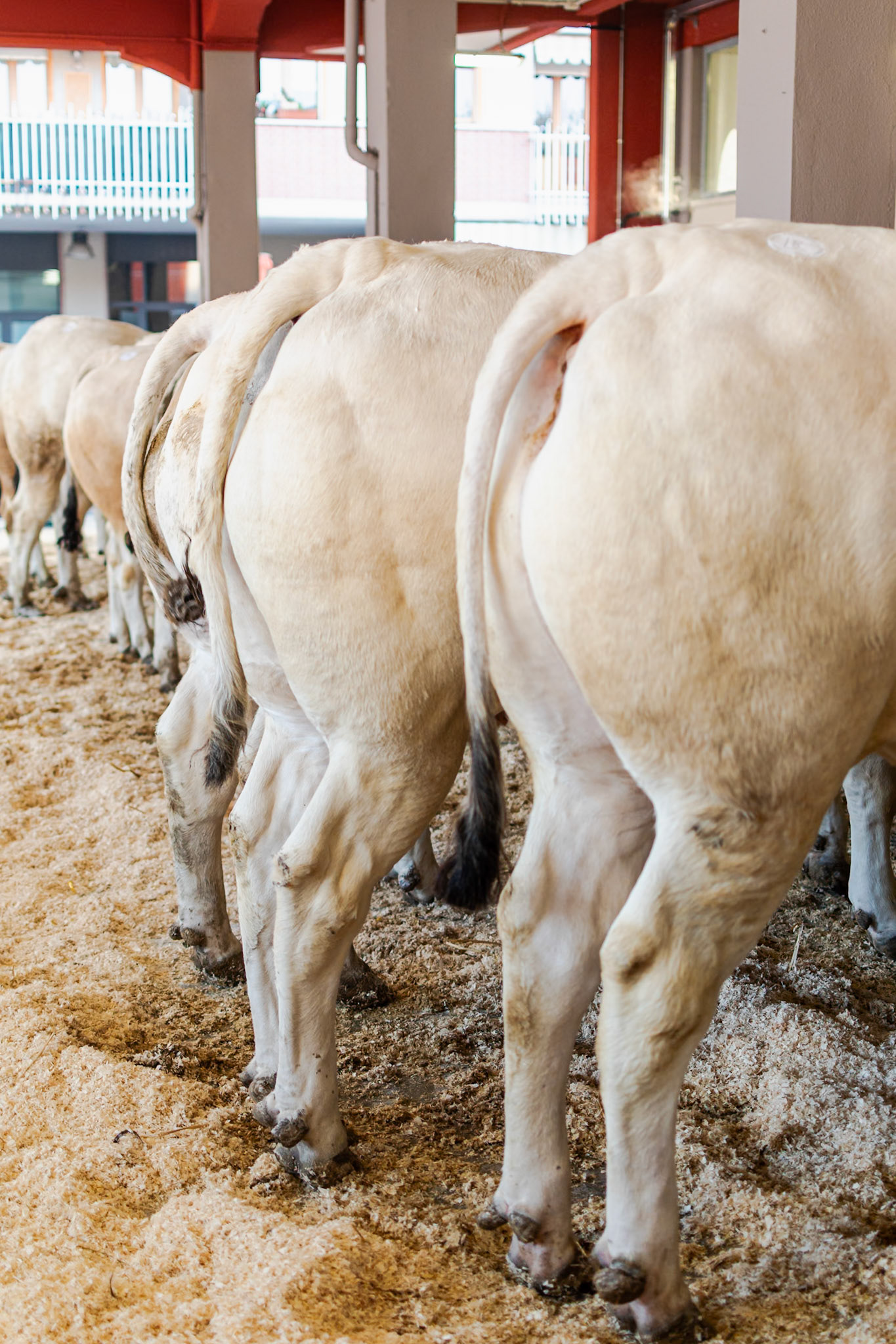 CARRU' FIERA DEL BUE GRASSO 2019 