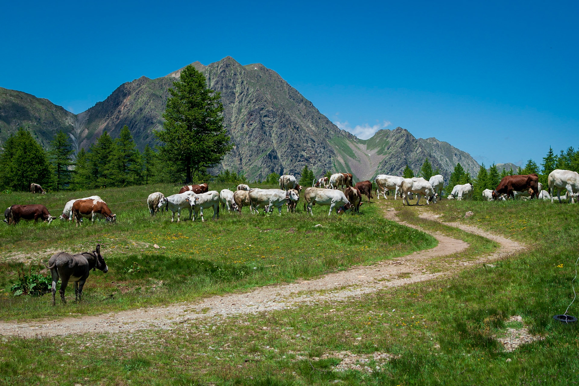 HERD