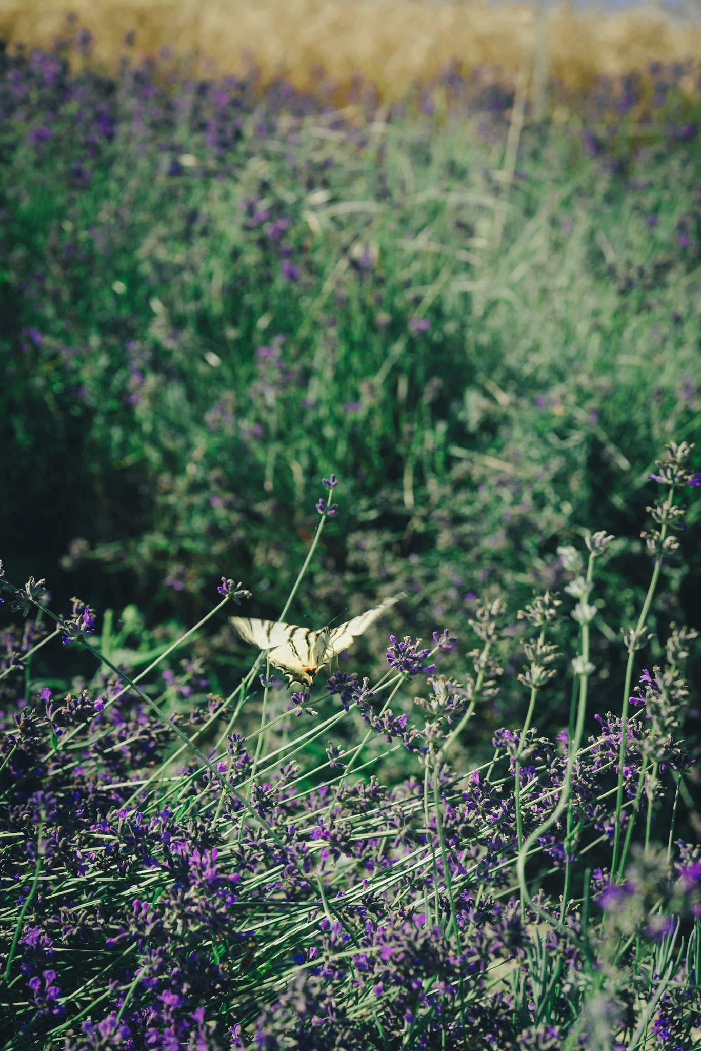 Sale San Giovanni e la sua Lavanda.