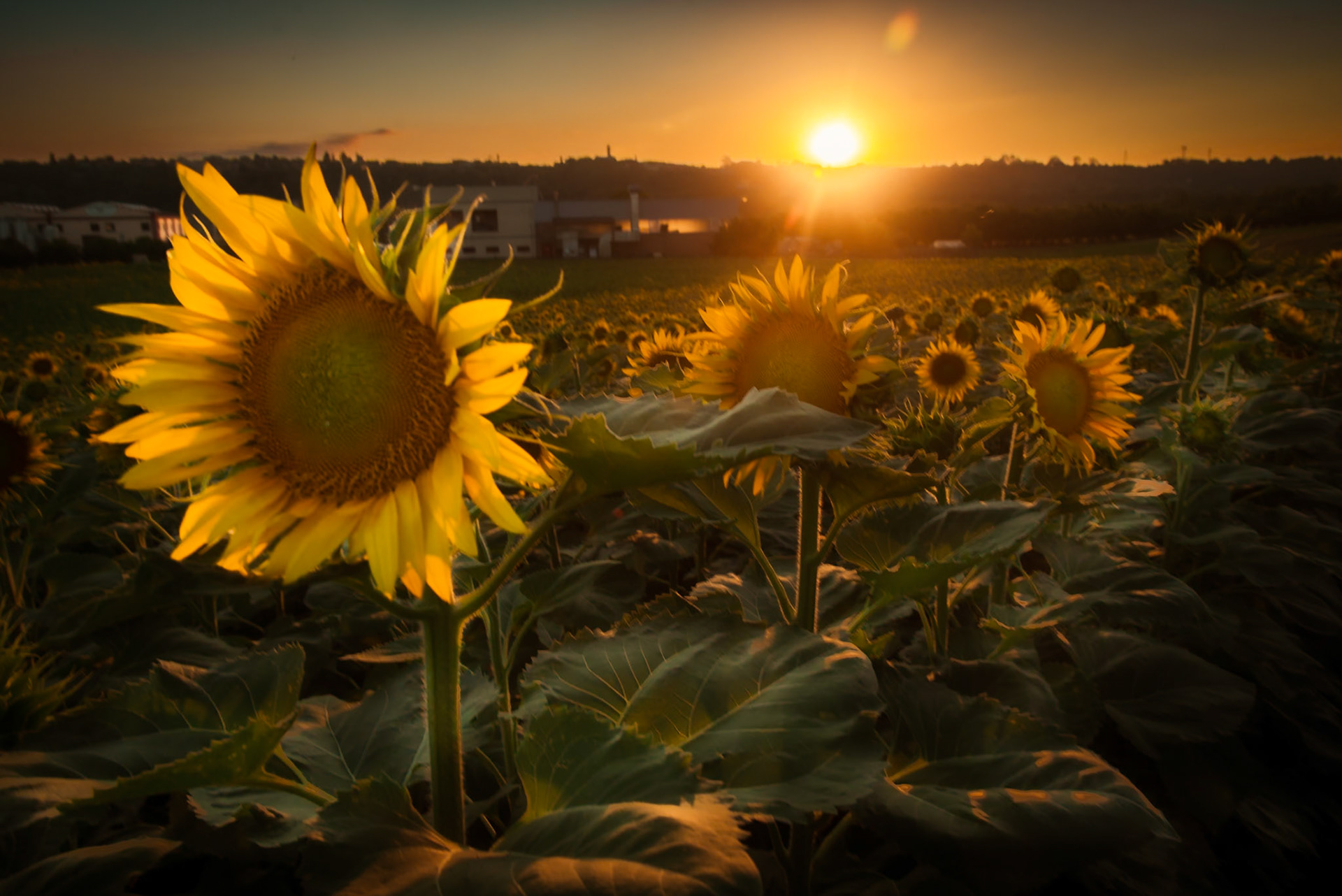 Il labirinto di girasoli a Farigliano.