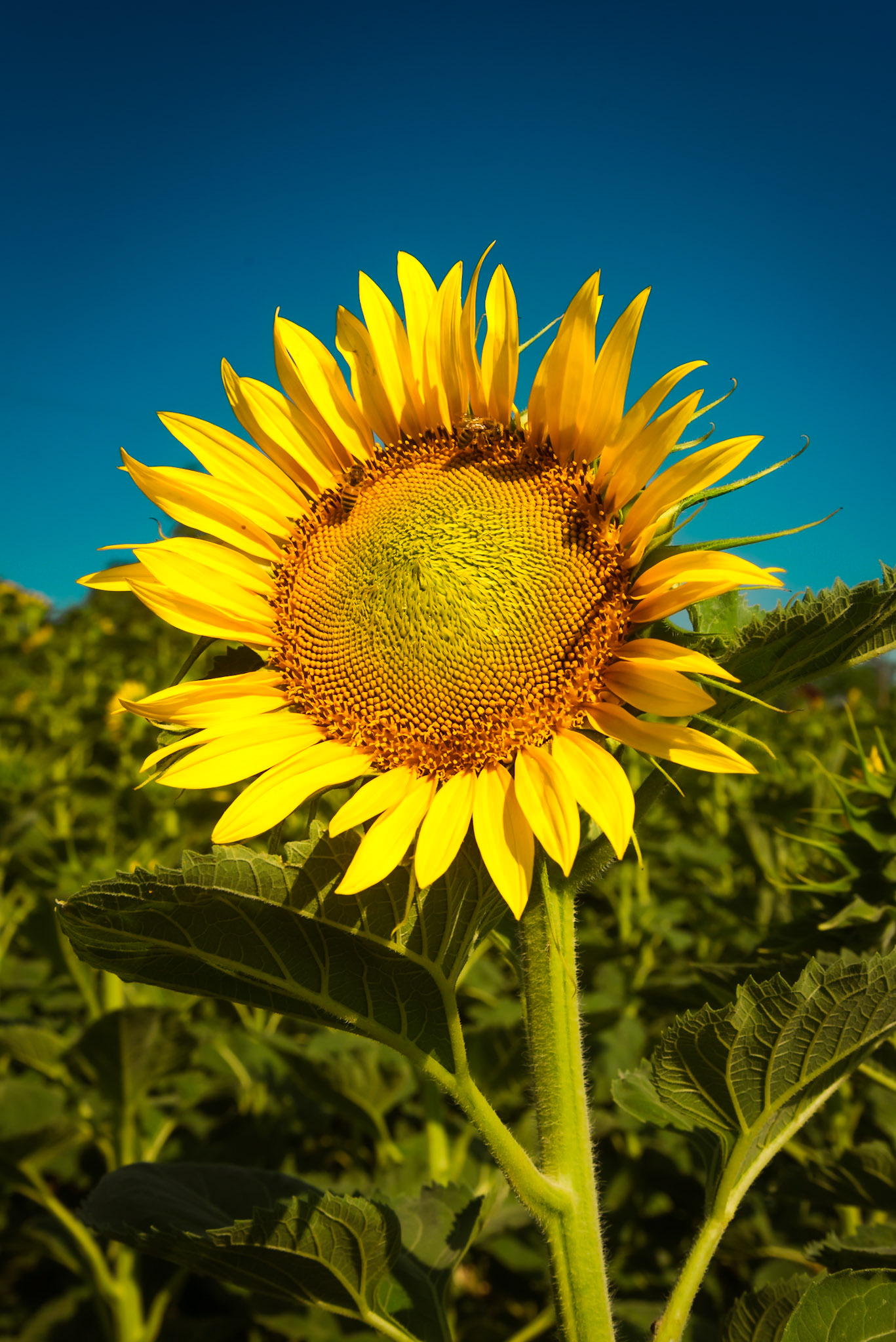 Il labirinto di girasoli a Farigliano.