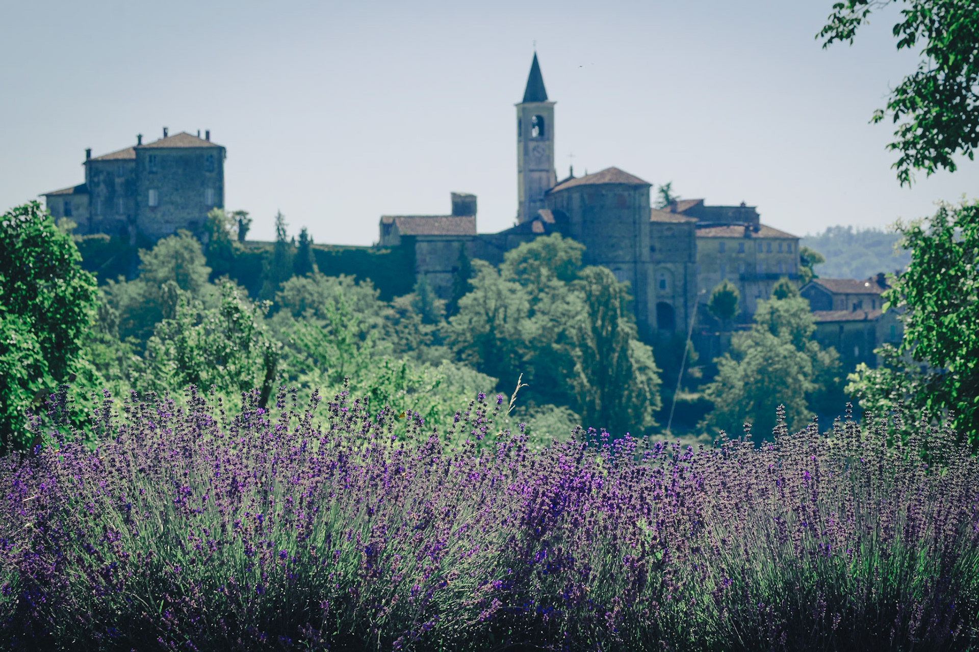 Sale San Giovanni e la sua Lavanda.