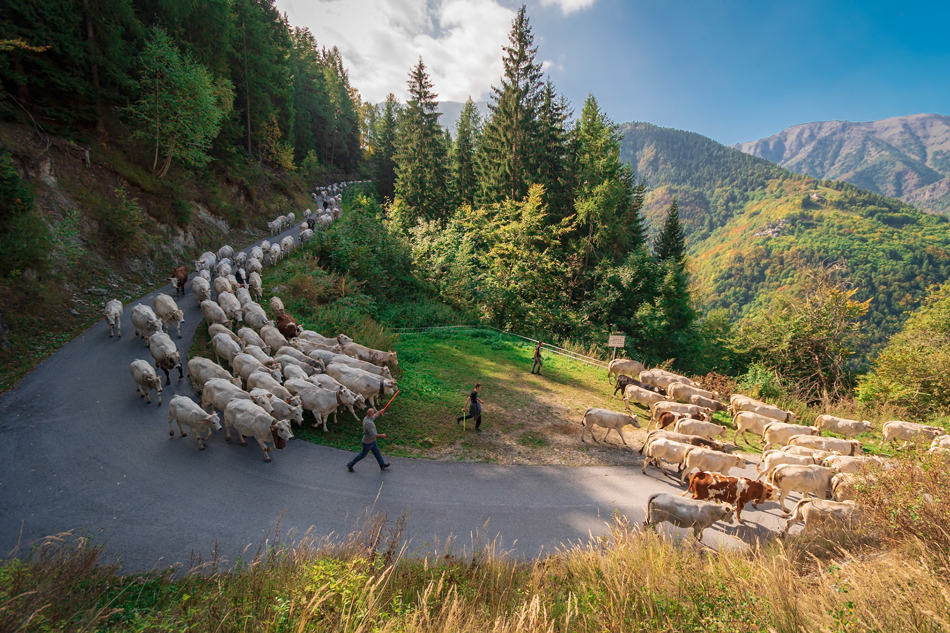 La discesa delle mandrie