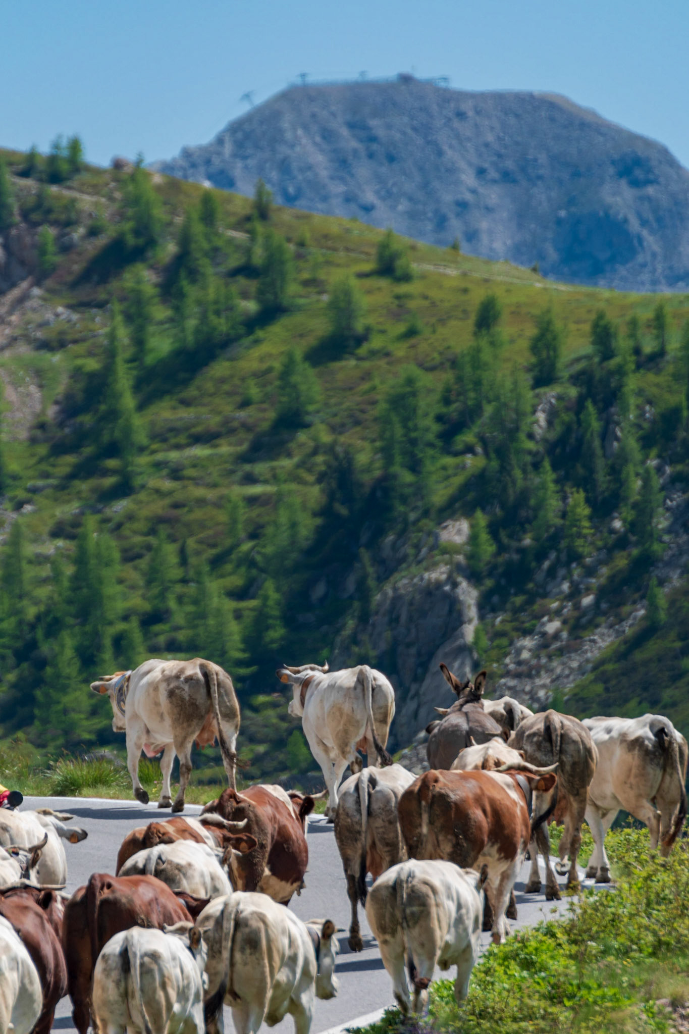 TRANSHUMANCE