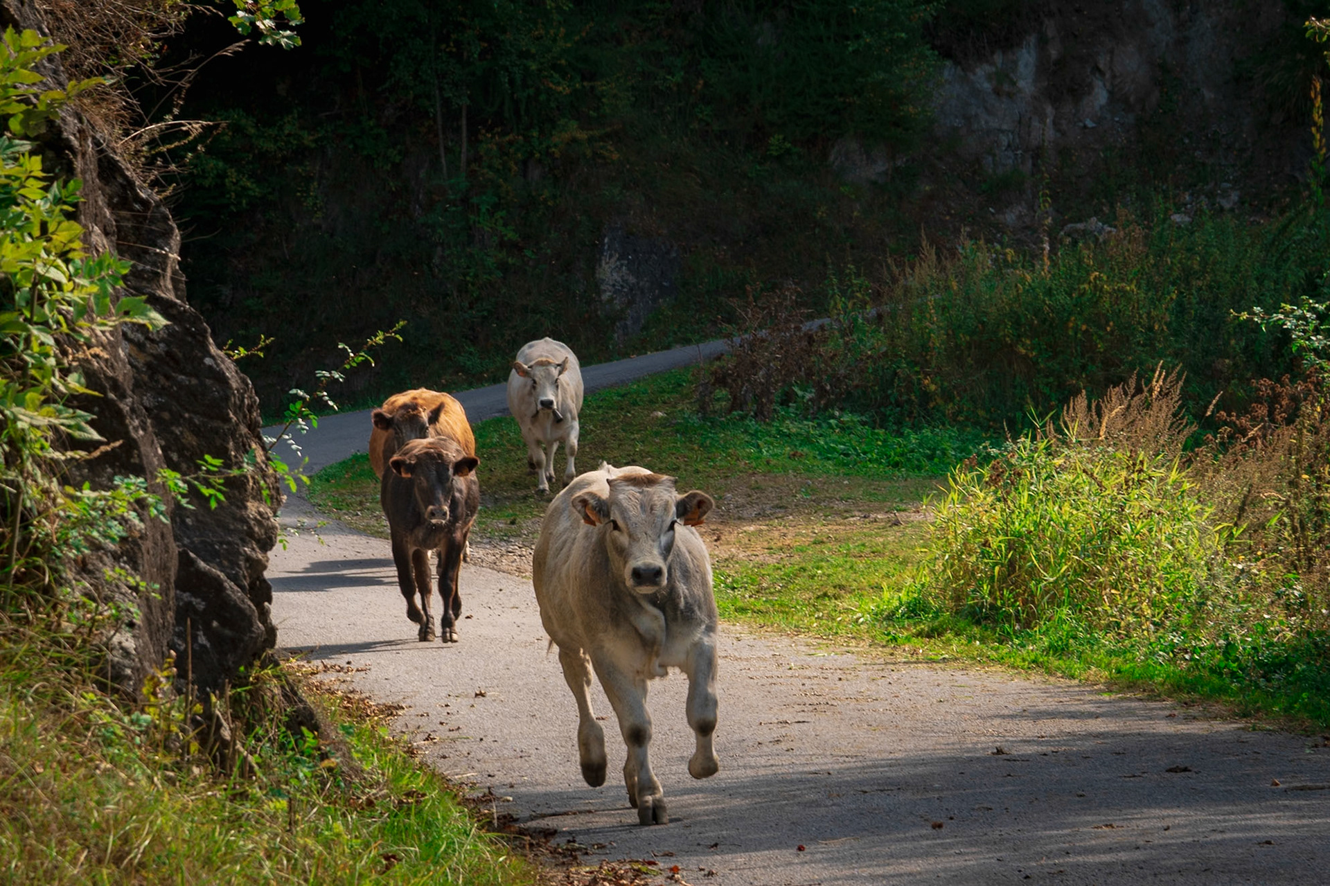 La discesa delle mandrie