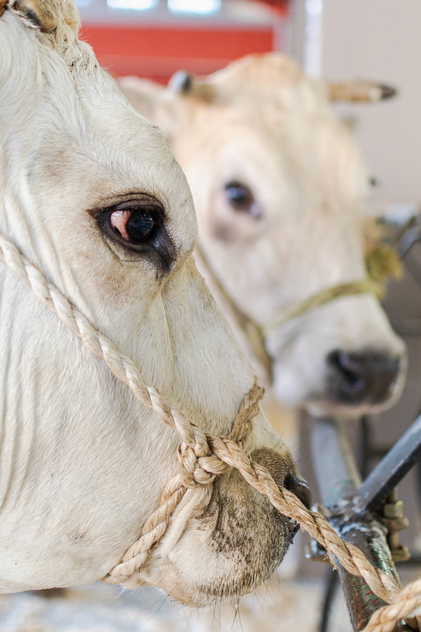 CARRU' FIERA DEL BUE GRASSO 2019 