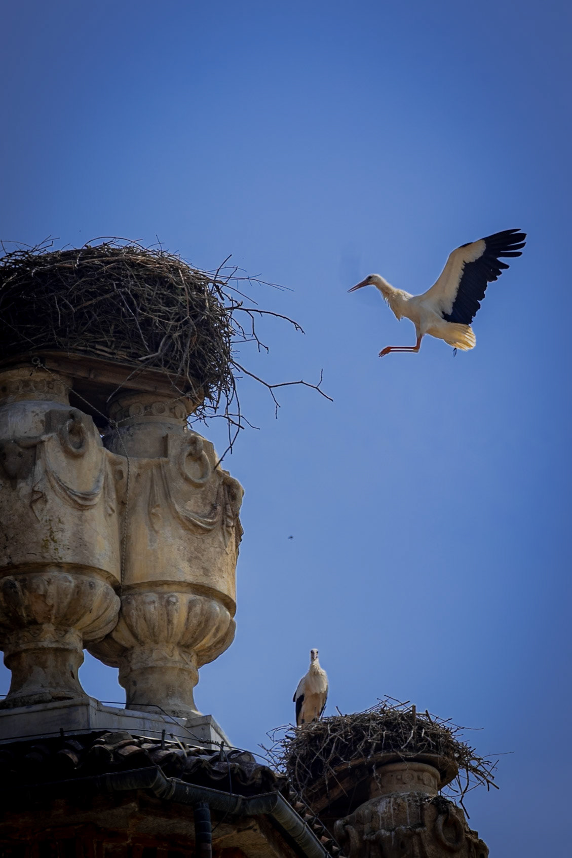 Le cicogne che nidificano sul Castello di Racconigi.