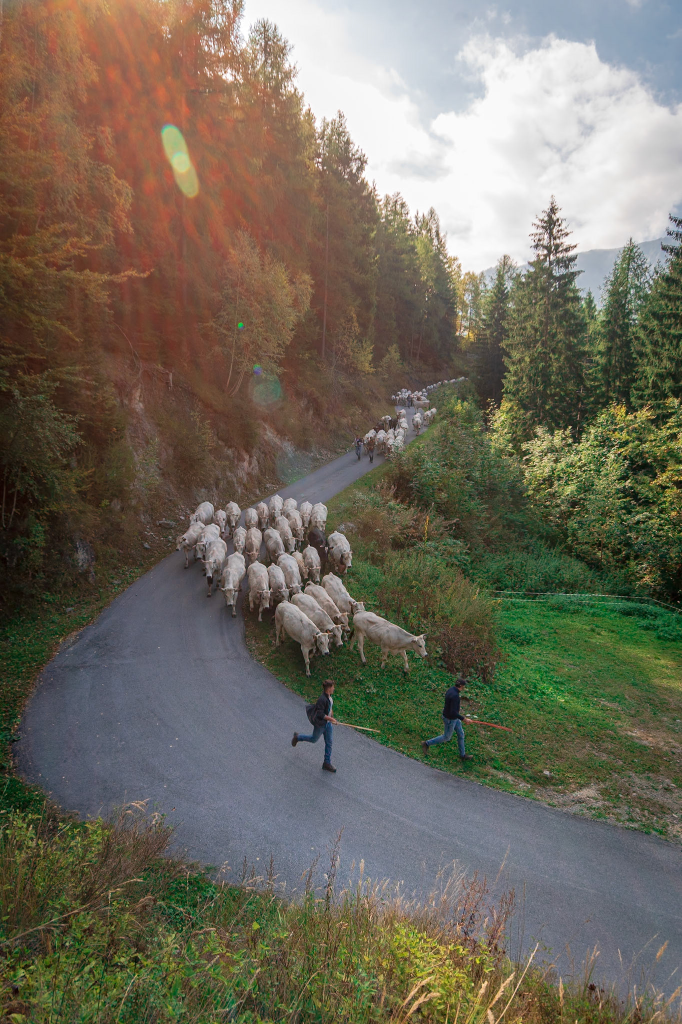 La discesa delle mandrie