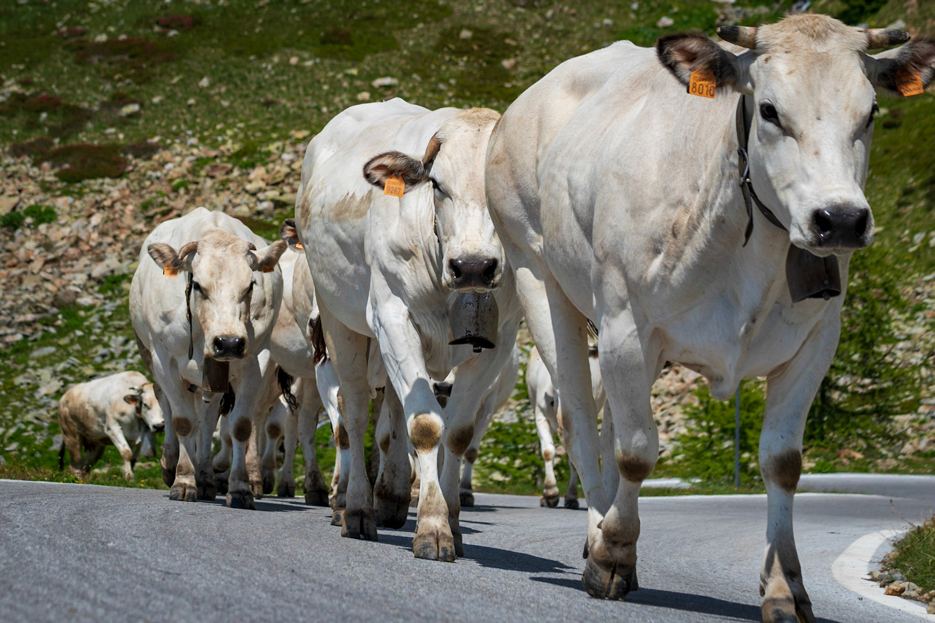 PIEDMONTESE FASSONA
