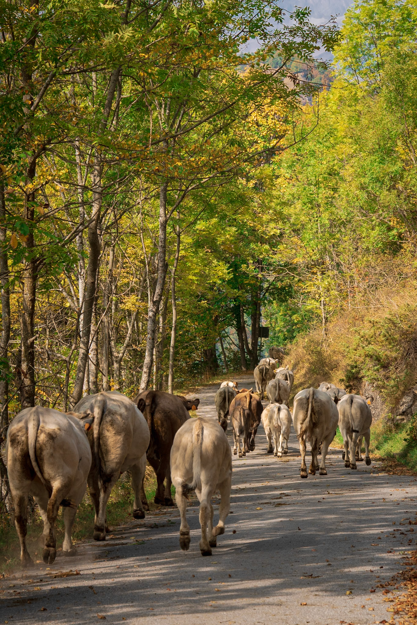 La discesa delle mandrie