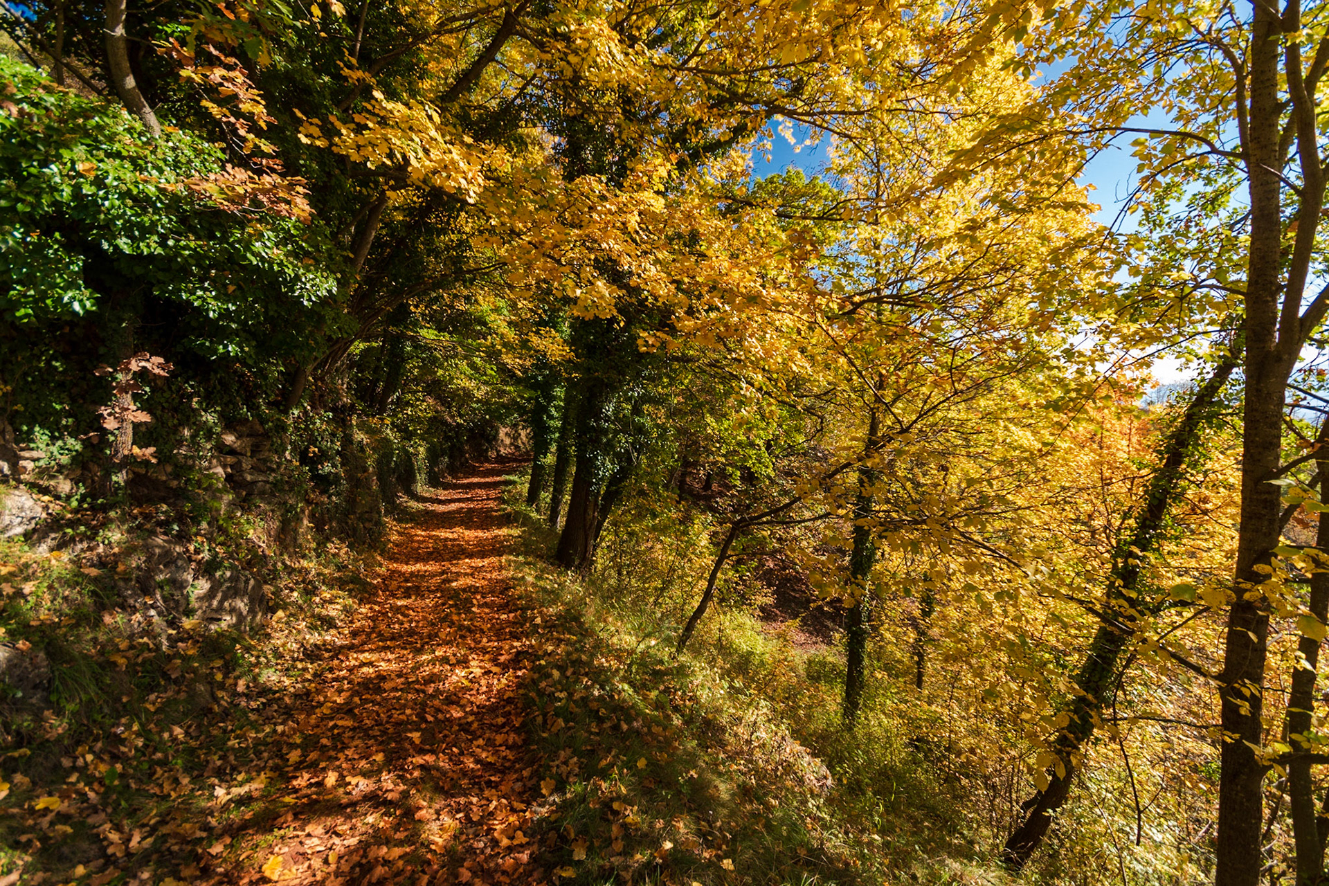 The woods, the real treasure of the valley, are kept clean by the people of the valley