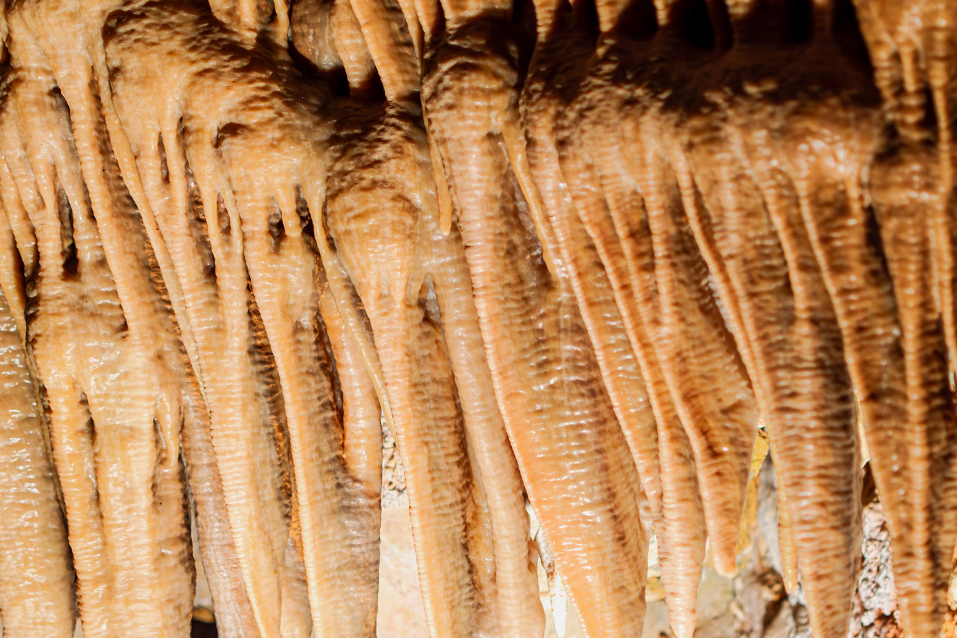 TOOTH