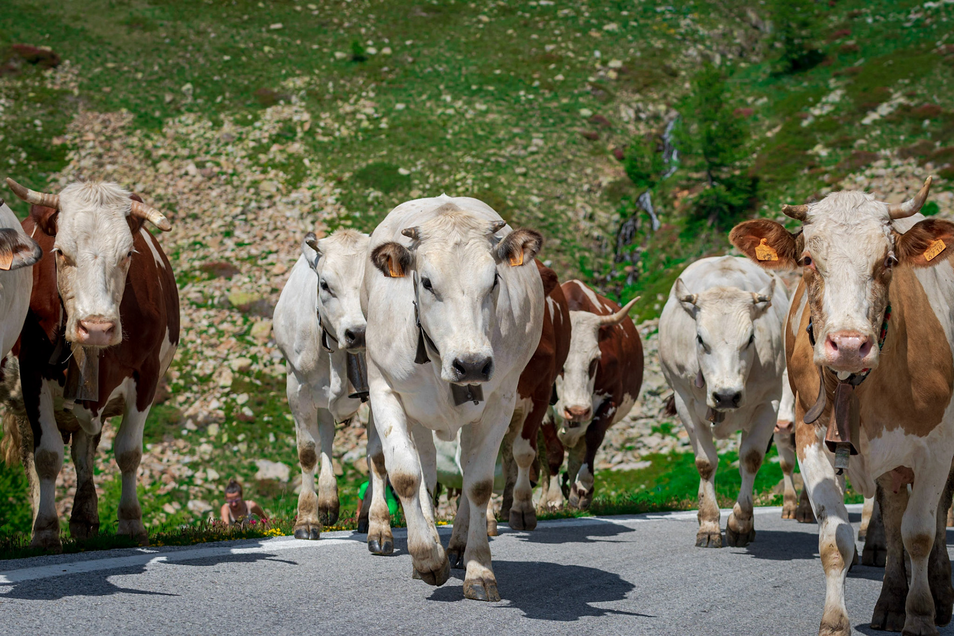 TRANSHUMANCE