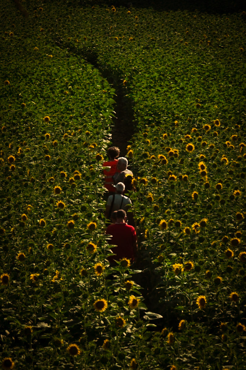 Il labirinto di girasoli a Farigliano.