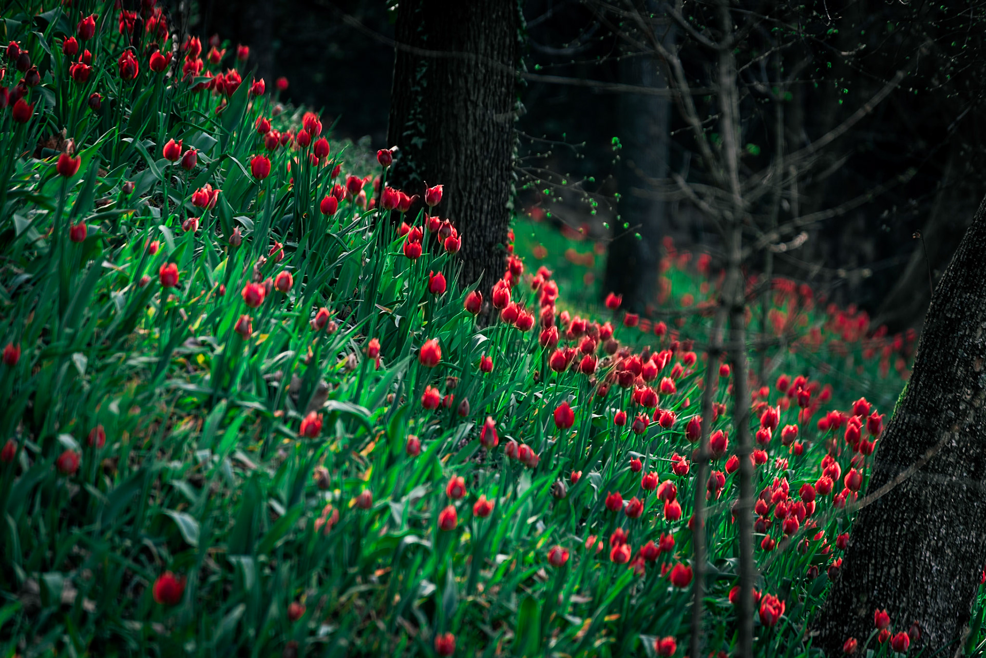 I tulipani del Re.