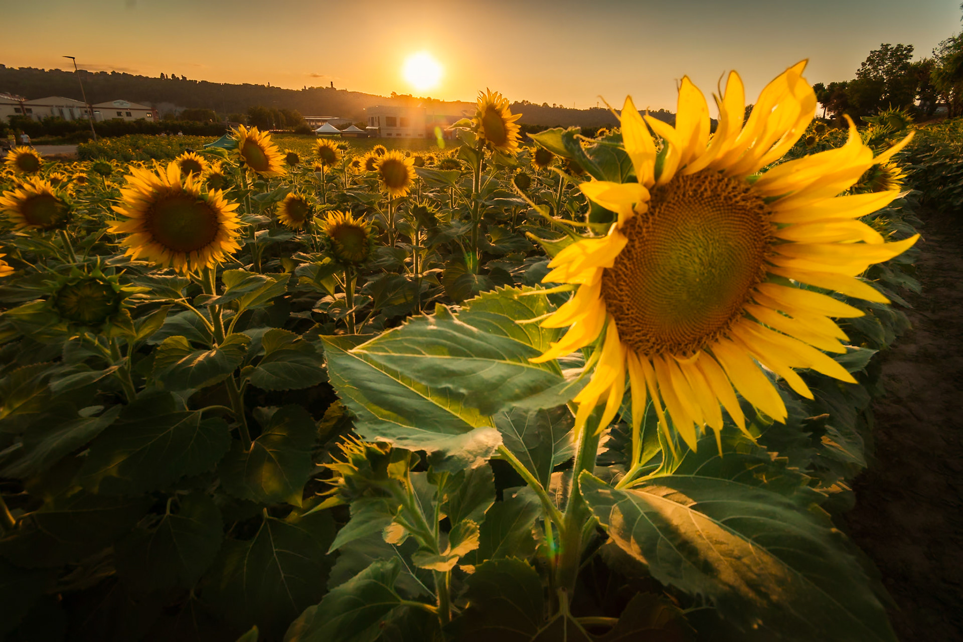 Il labirinto di girasoli a Farigliano.