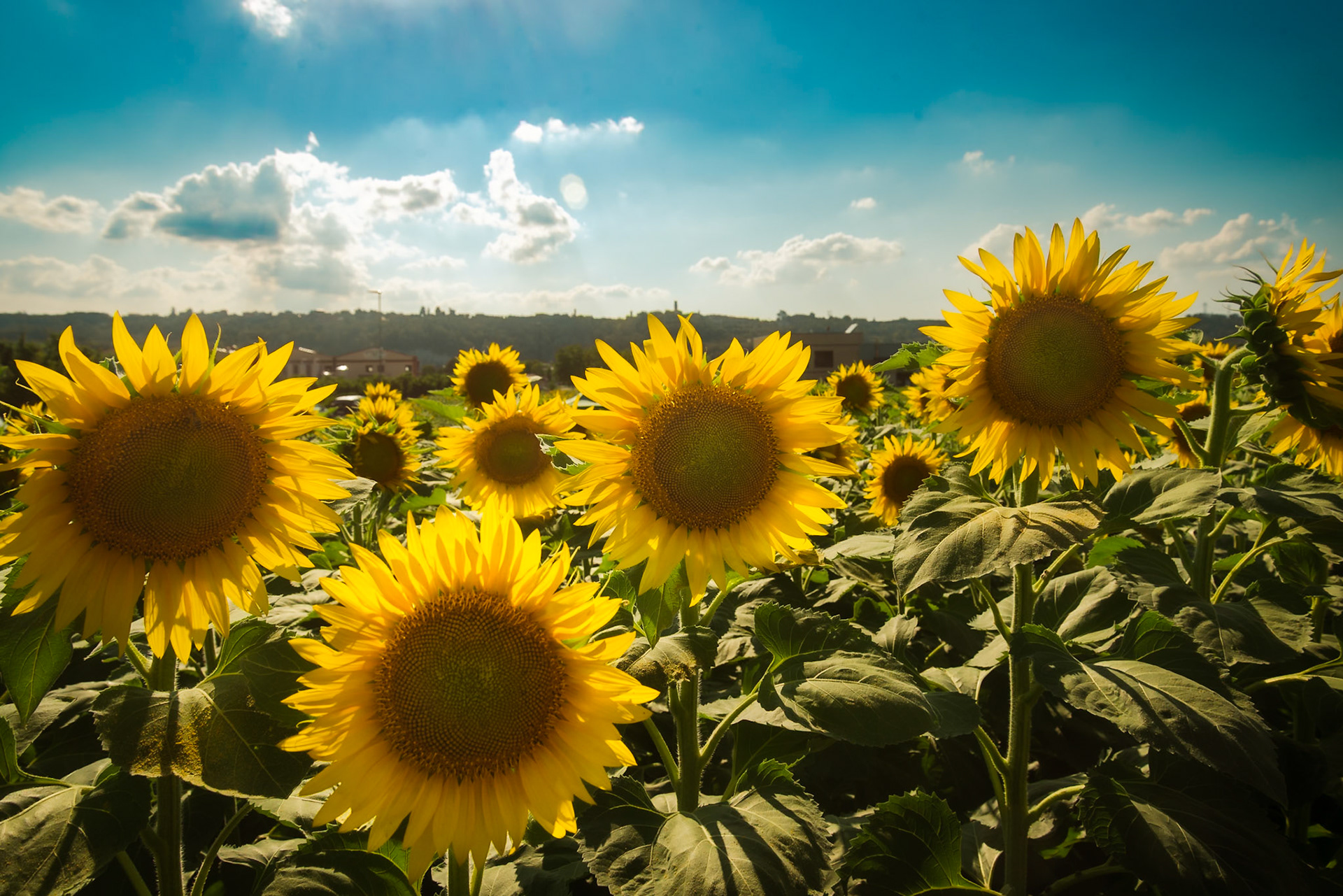 Il labirinto di girasoli a Farigliano.