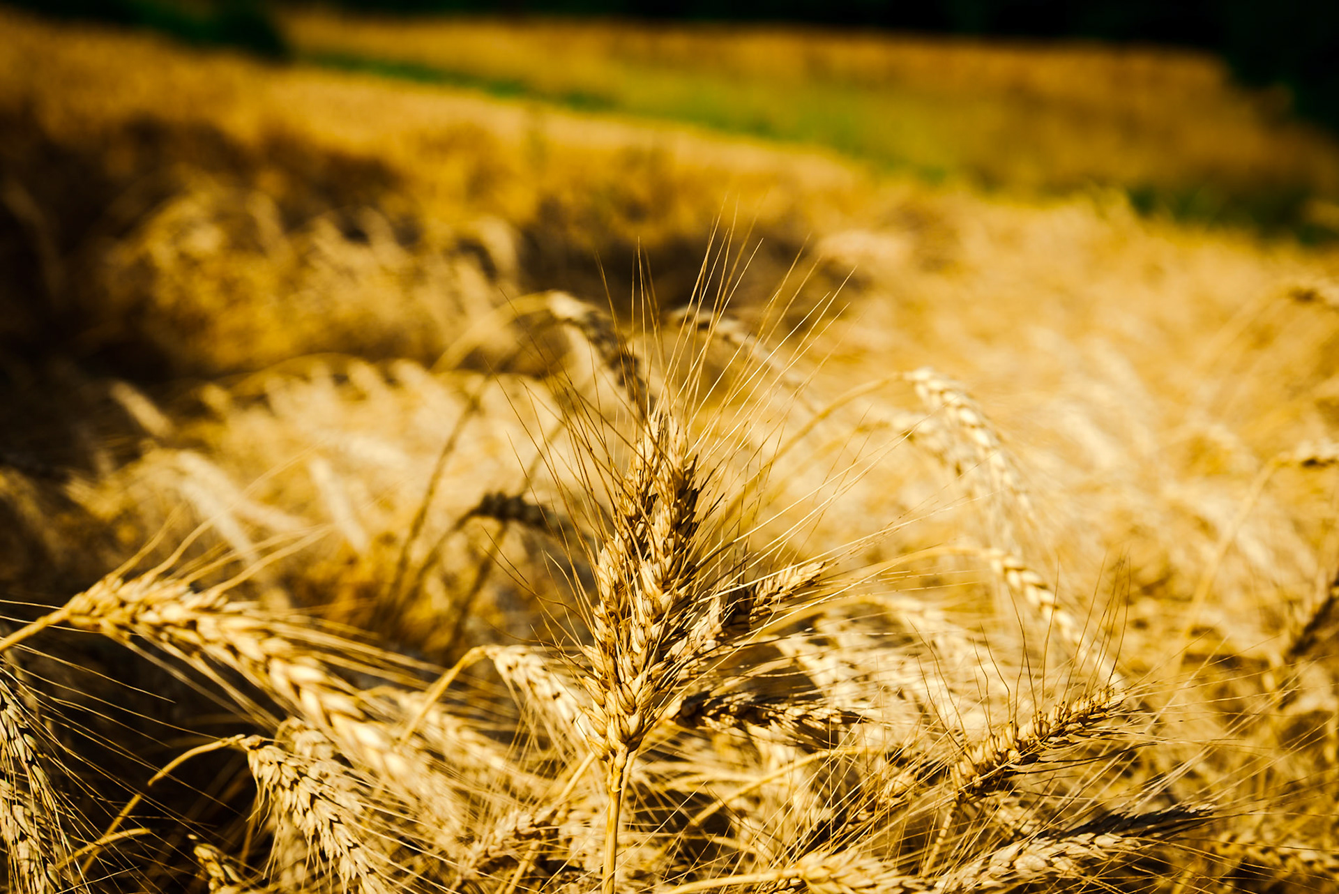 Il grano antico Enkir.