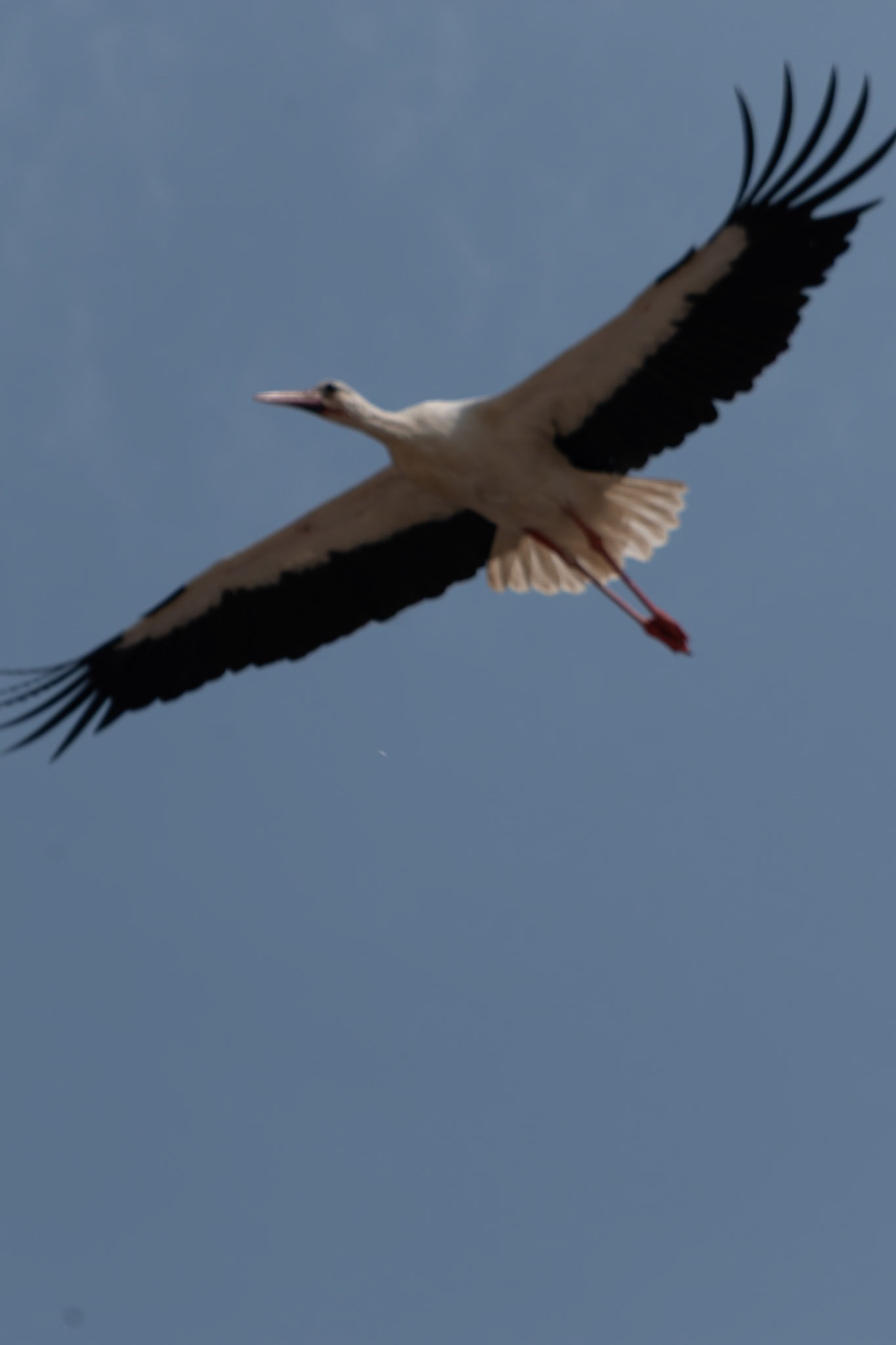 Le cicogne che nidificano sul Castello di Racconigi.