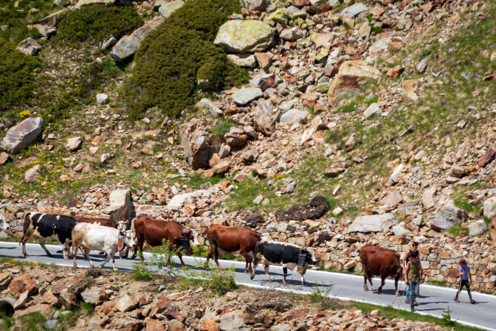 TRANSHUMANCE