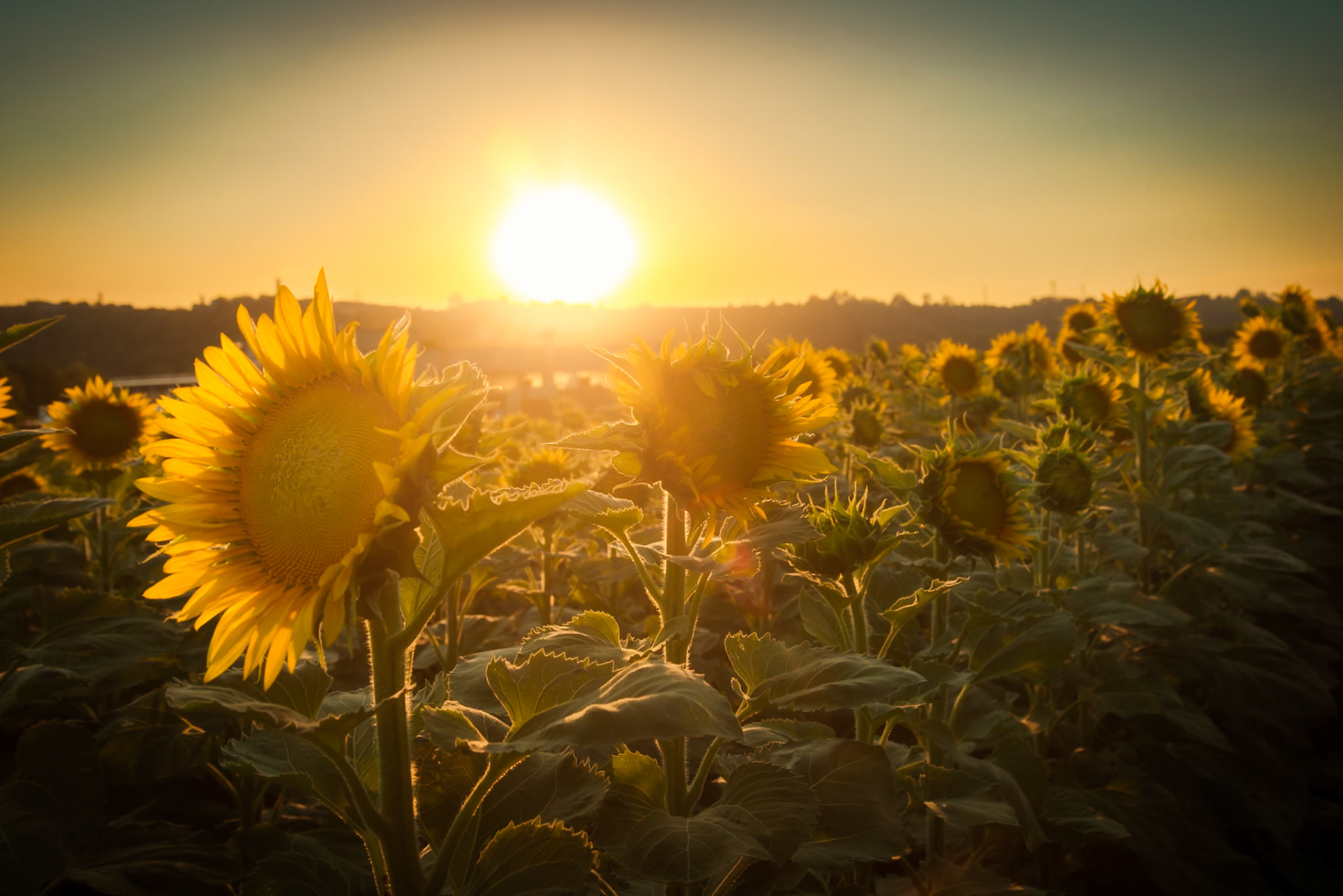 Il labirinto di girasoli a Farigliano.