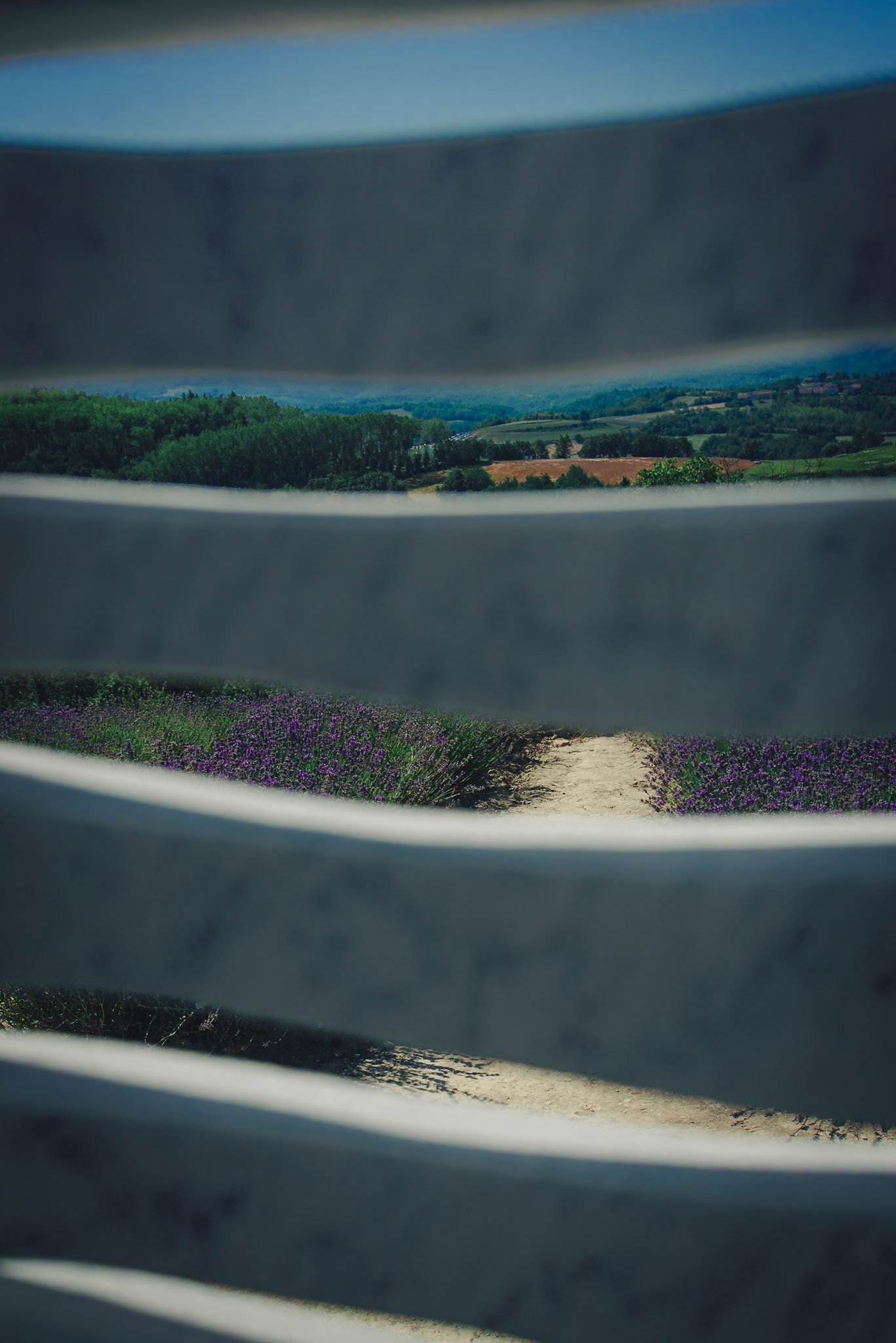 Sale San Giovanni e la sua Lavanda.