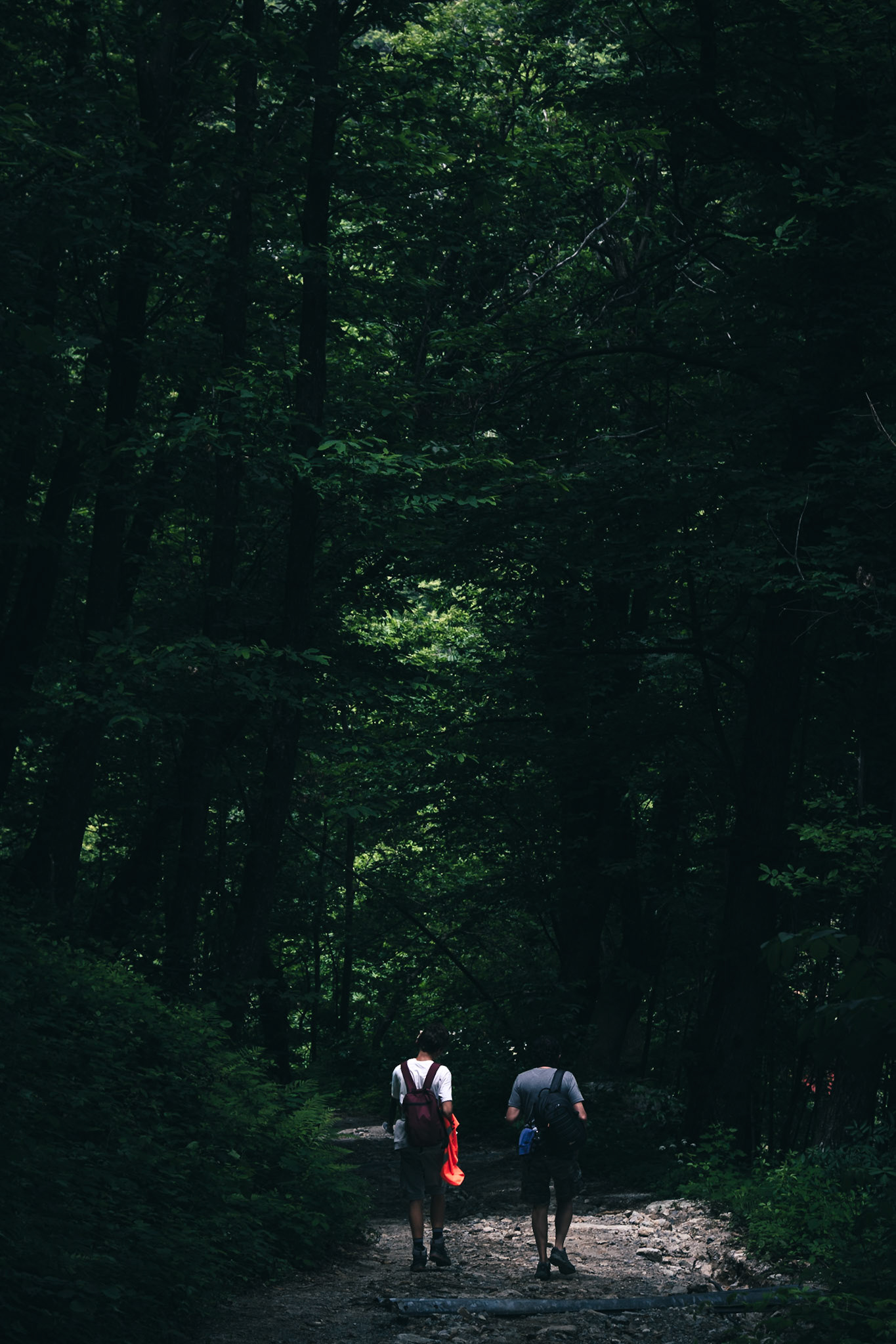 Nei boschi di Frabosa Soprana