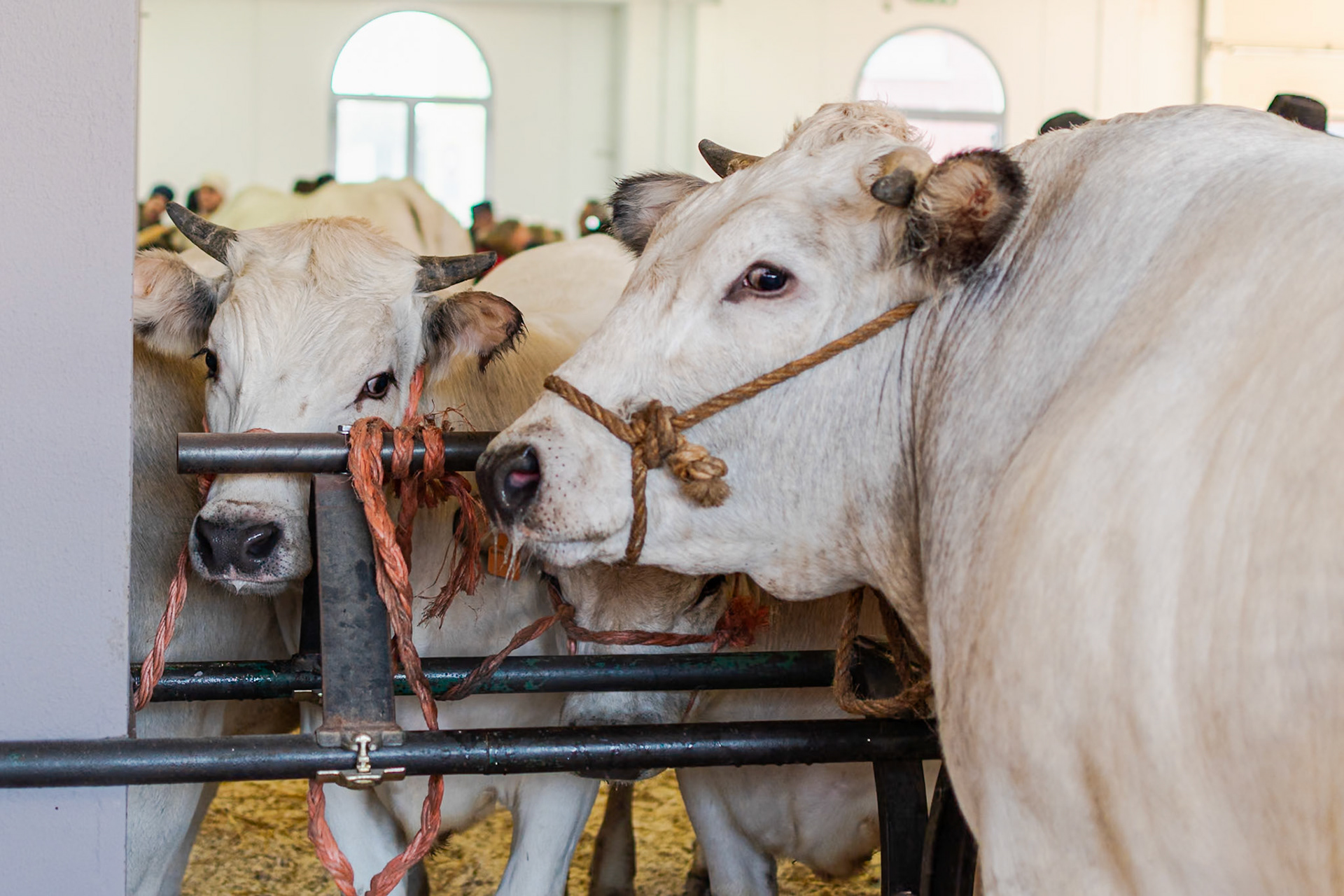 CARRU' FIERA DEL BUE GRASSO 2019 