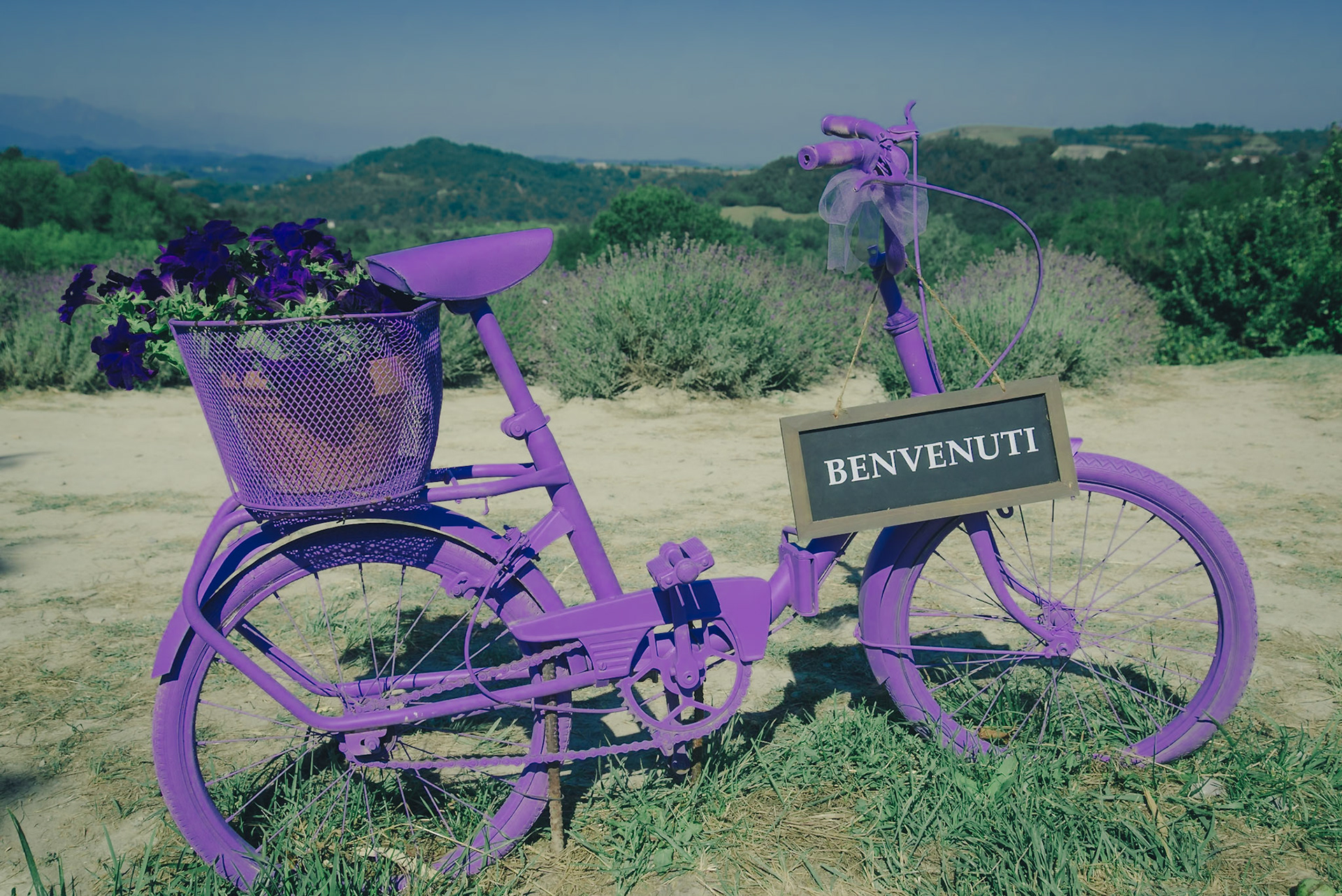 Sale San Giovanni e la sua Lavanda.