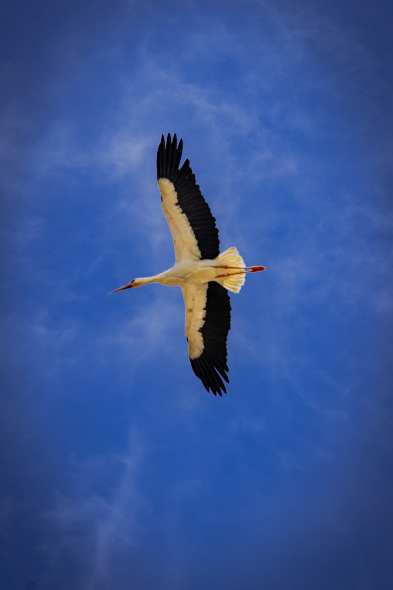 Le cicogne che nidificano sul Castello di Racconigi.