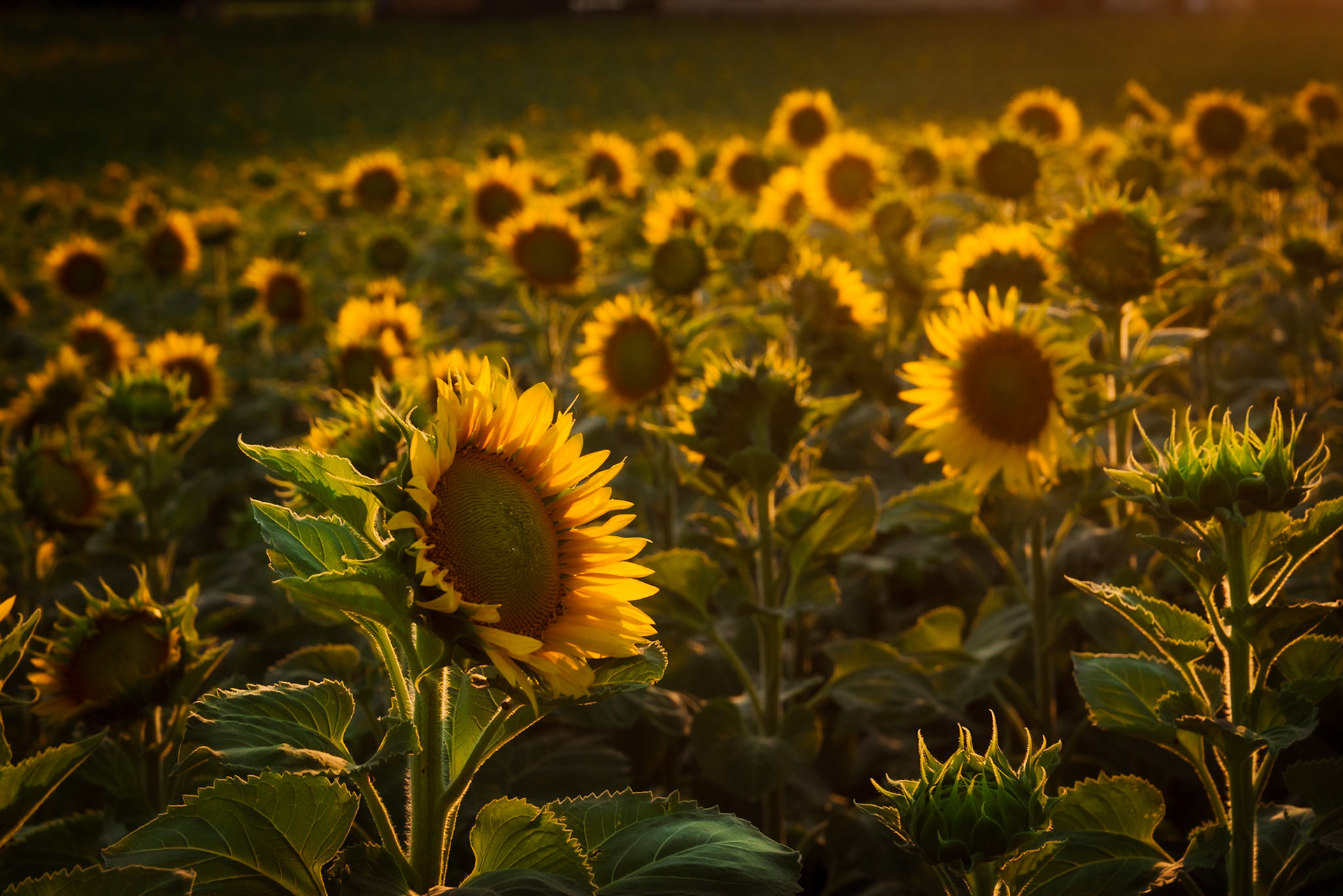 Il labirinto di girasoli a Farigliano.