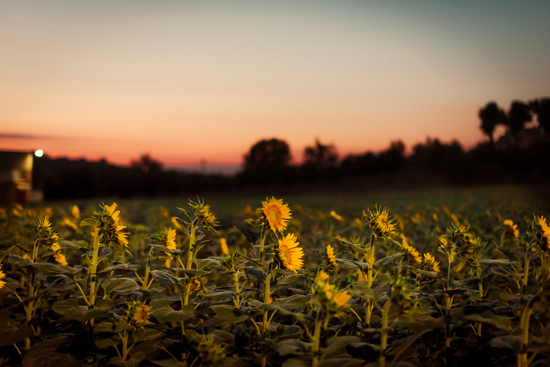 Il labirinto di girasoli a Farigliano.
