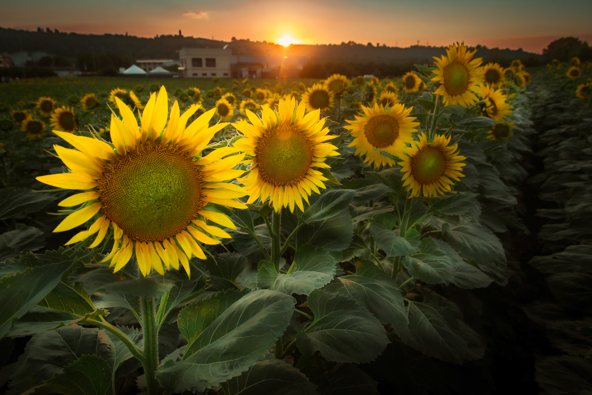 Il labirinto di girasoli a Farigliano.